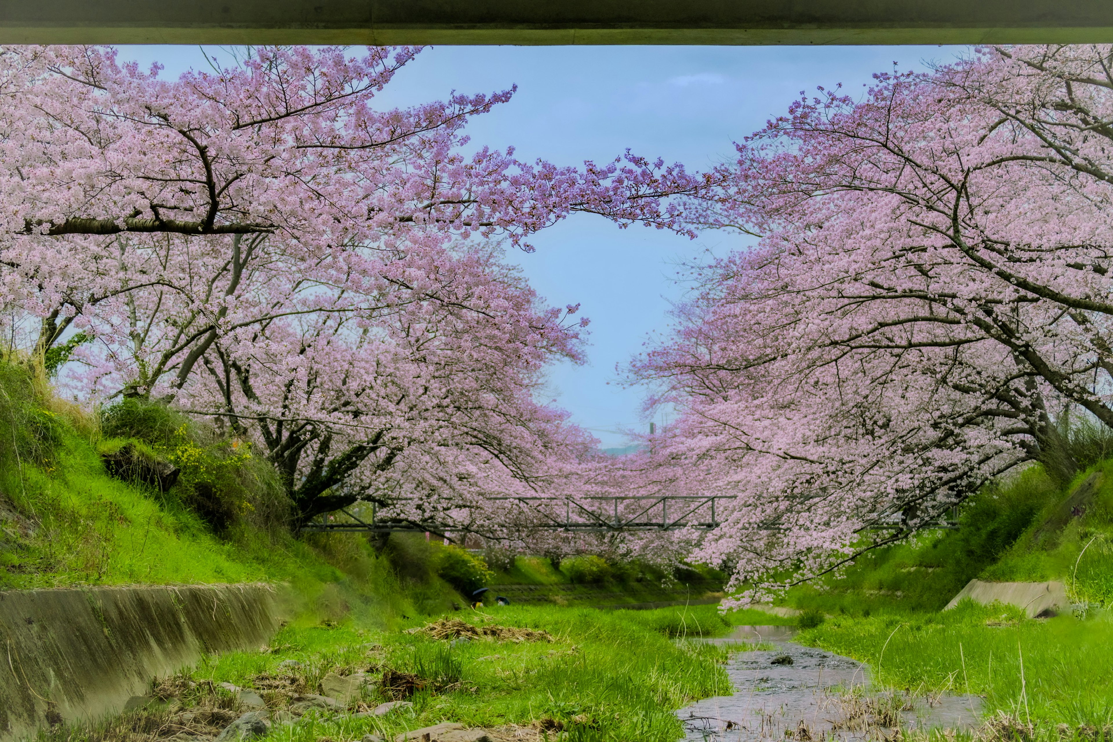 Scenic view of cherry blossom trees lining a stream vibrant green grass and blue sky