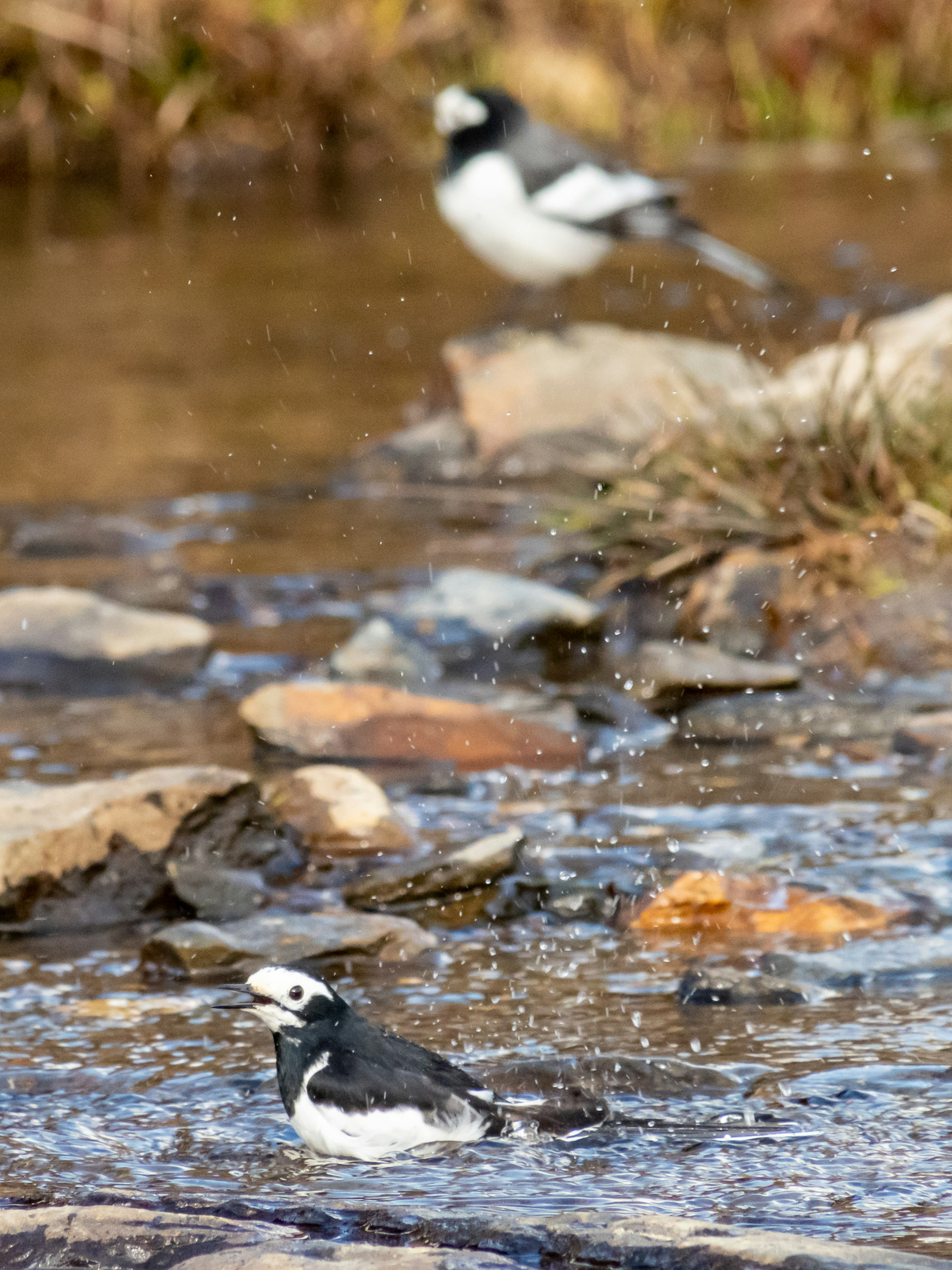 Deux oiseaux noir et blanc jouant près de l'eau avec des éclaboussures