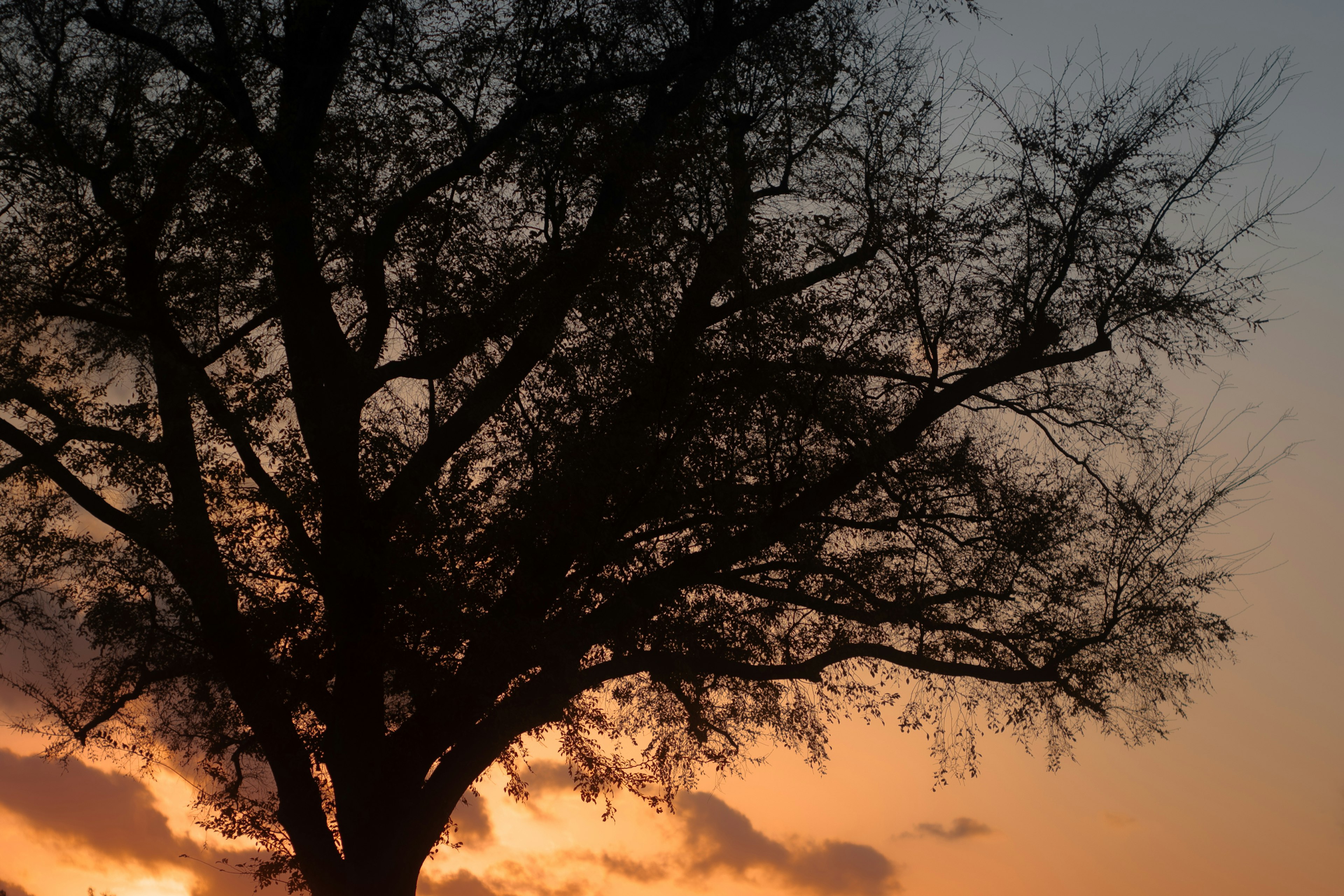 Silhouette of a tree against a sunset background