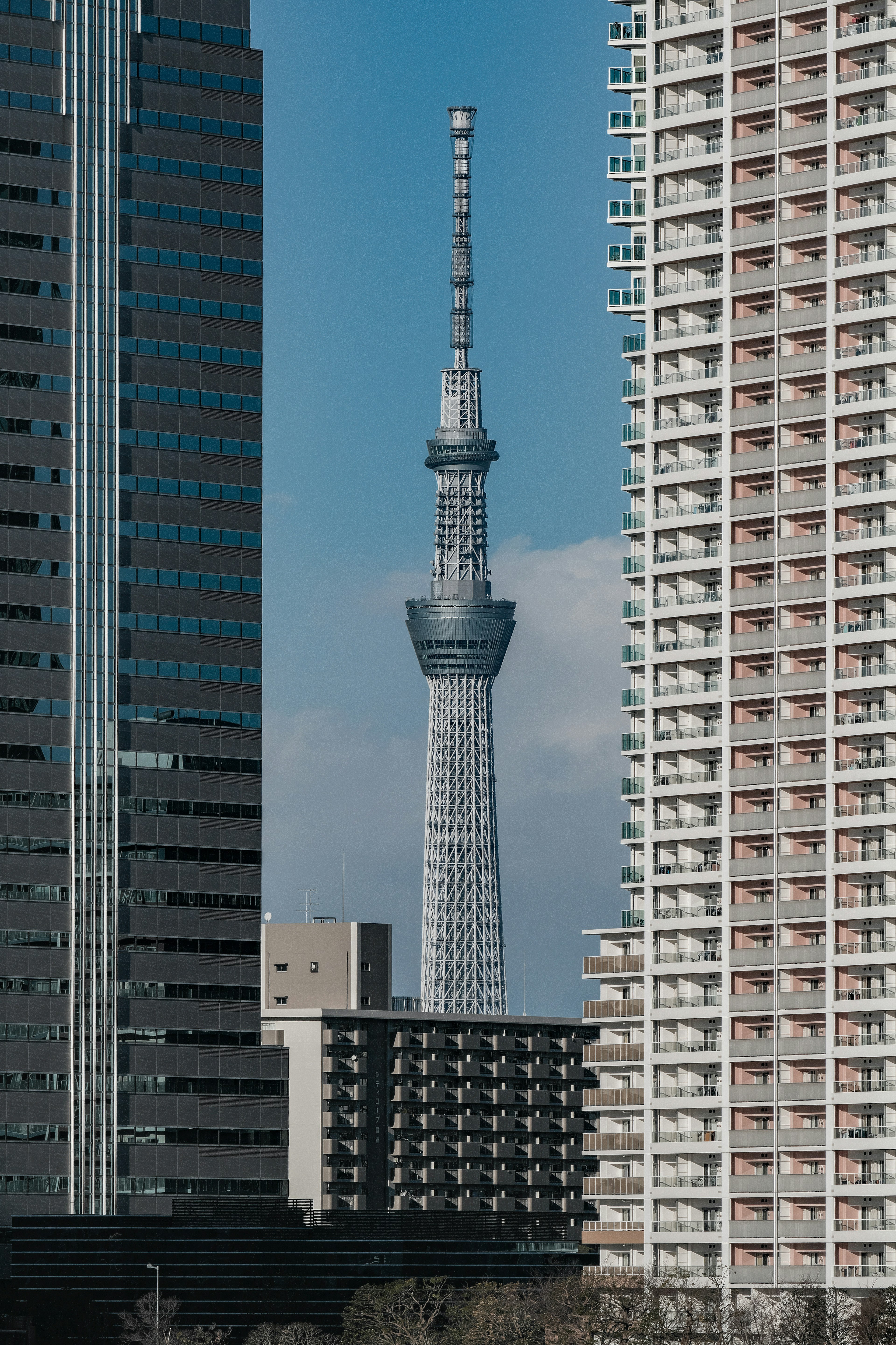 東京スカイツリーが高層ビルの間に見える風景