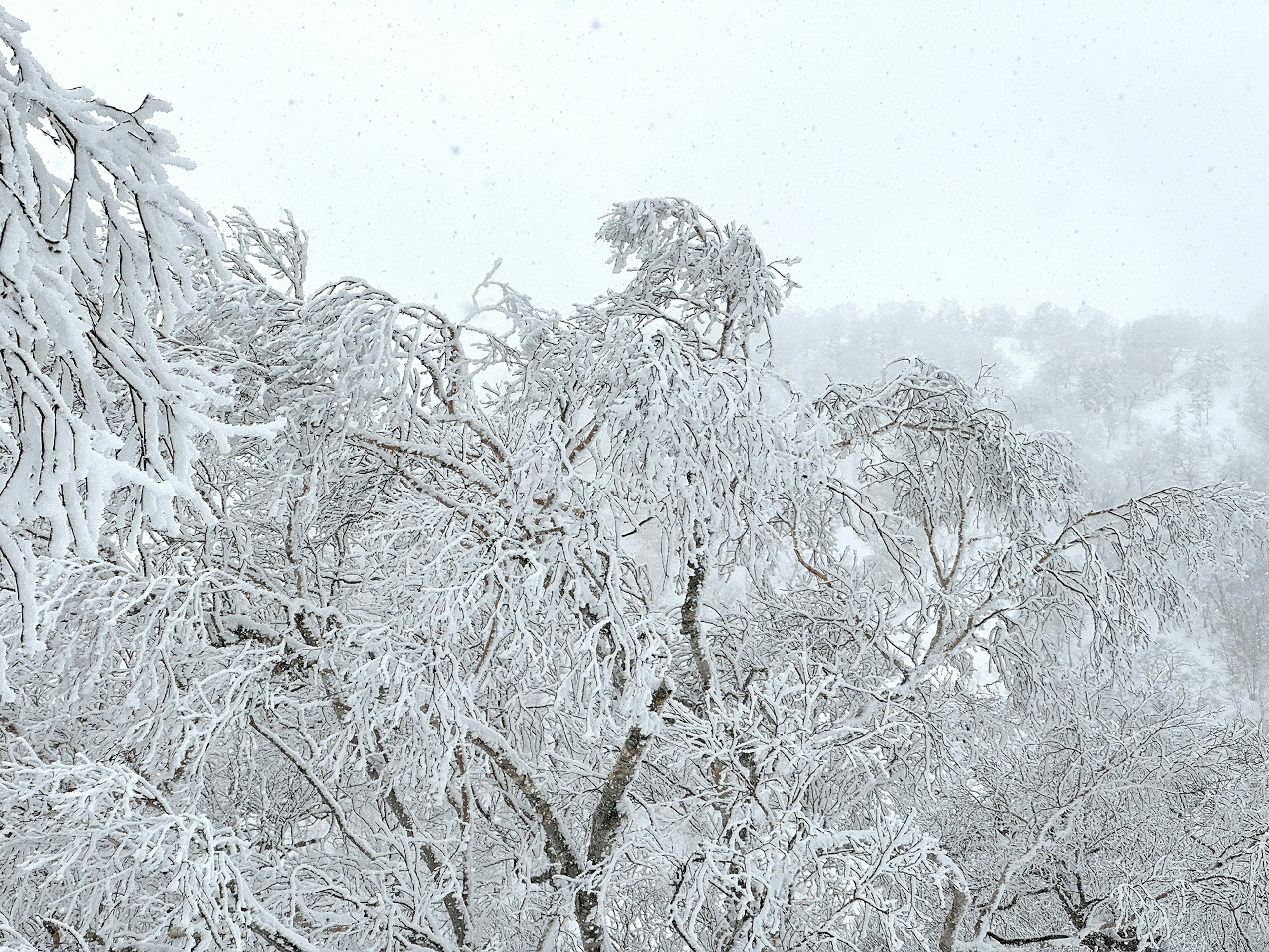 Trees covered in snow amidst a foggy landscape