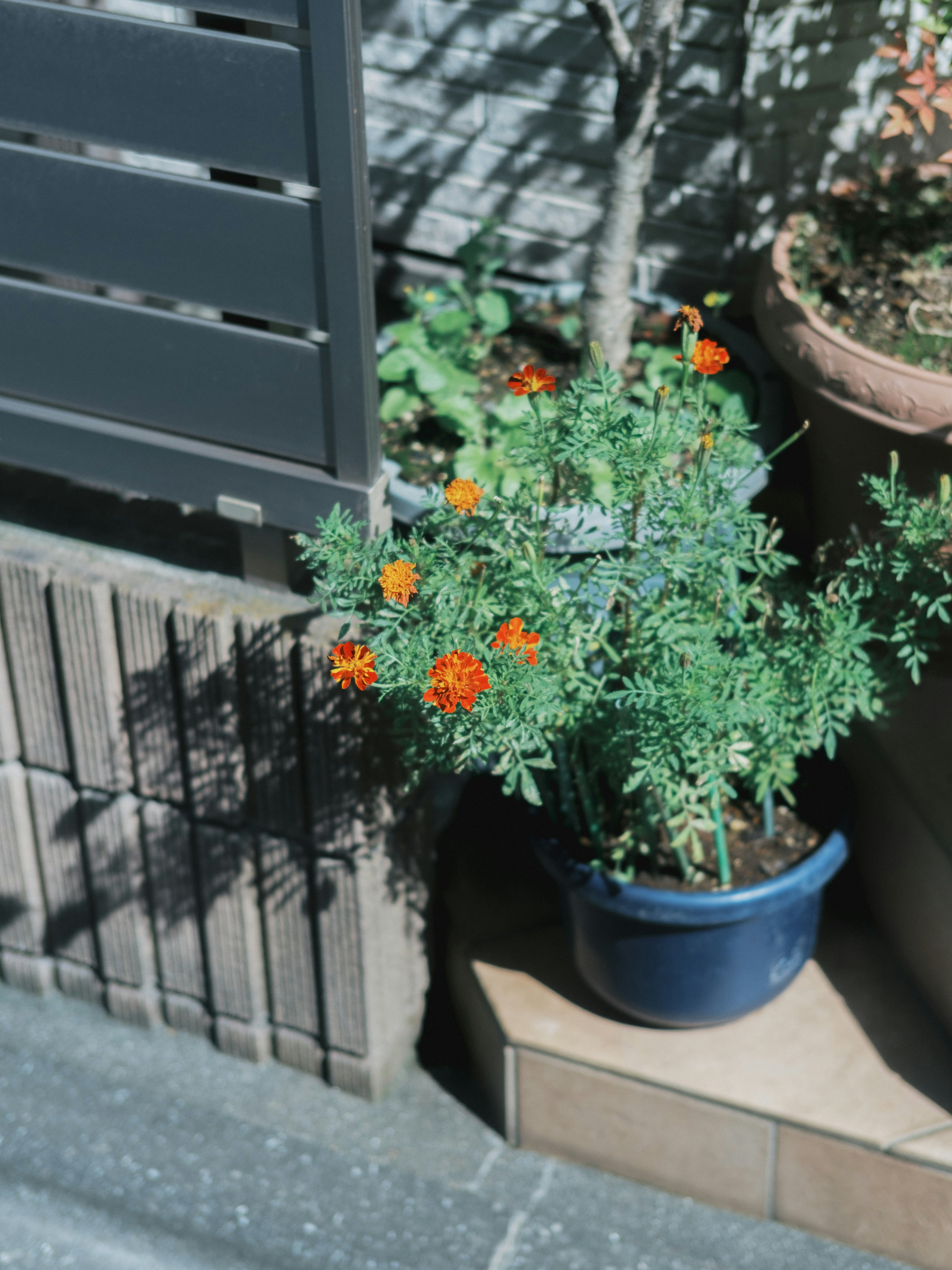 青い鉢にオレンジ色の花が咲いている植物の写真