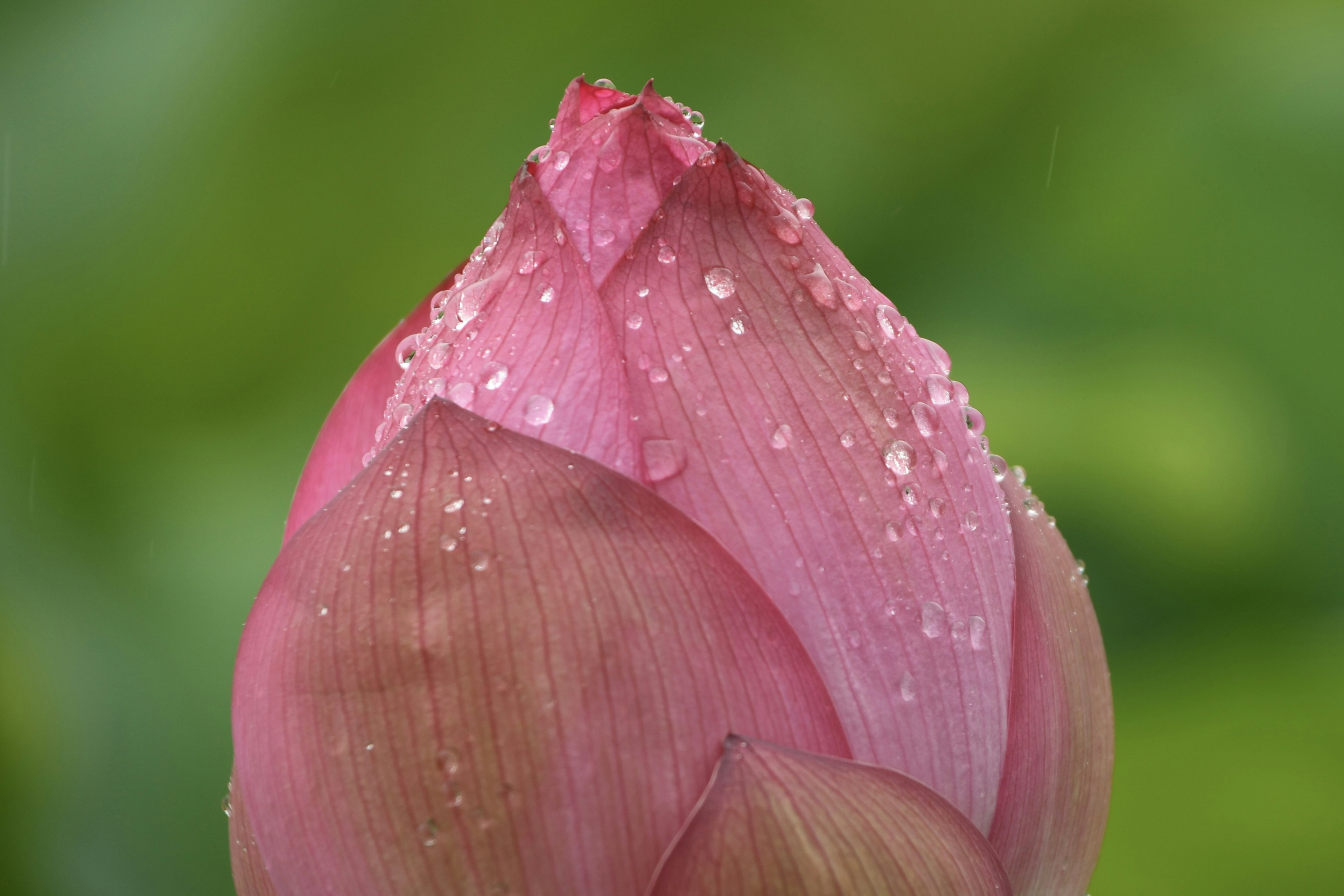 Pink lotus bud with water droplets against a green background