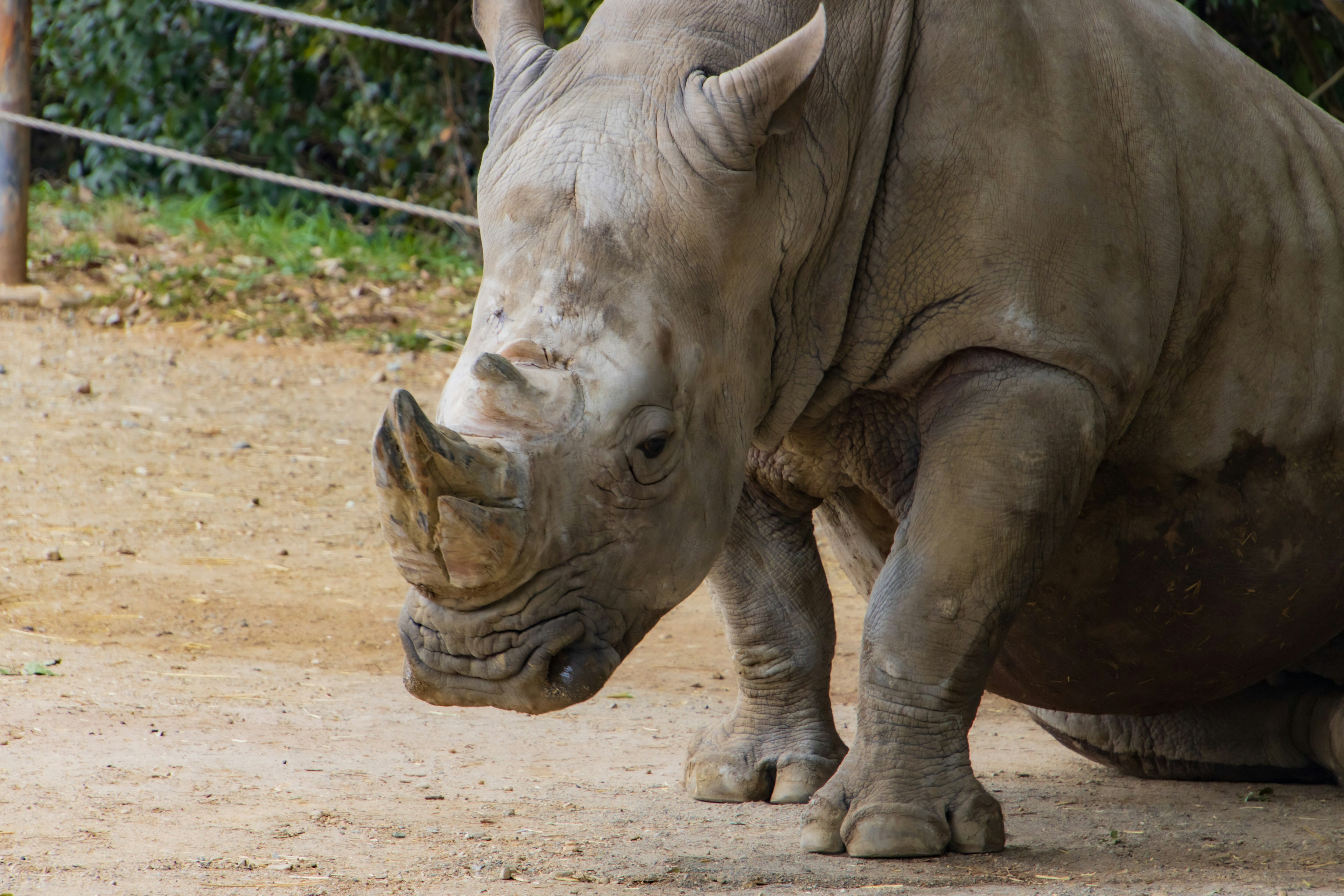 A close-up of a rhinoceros sitting on the ground