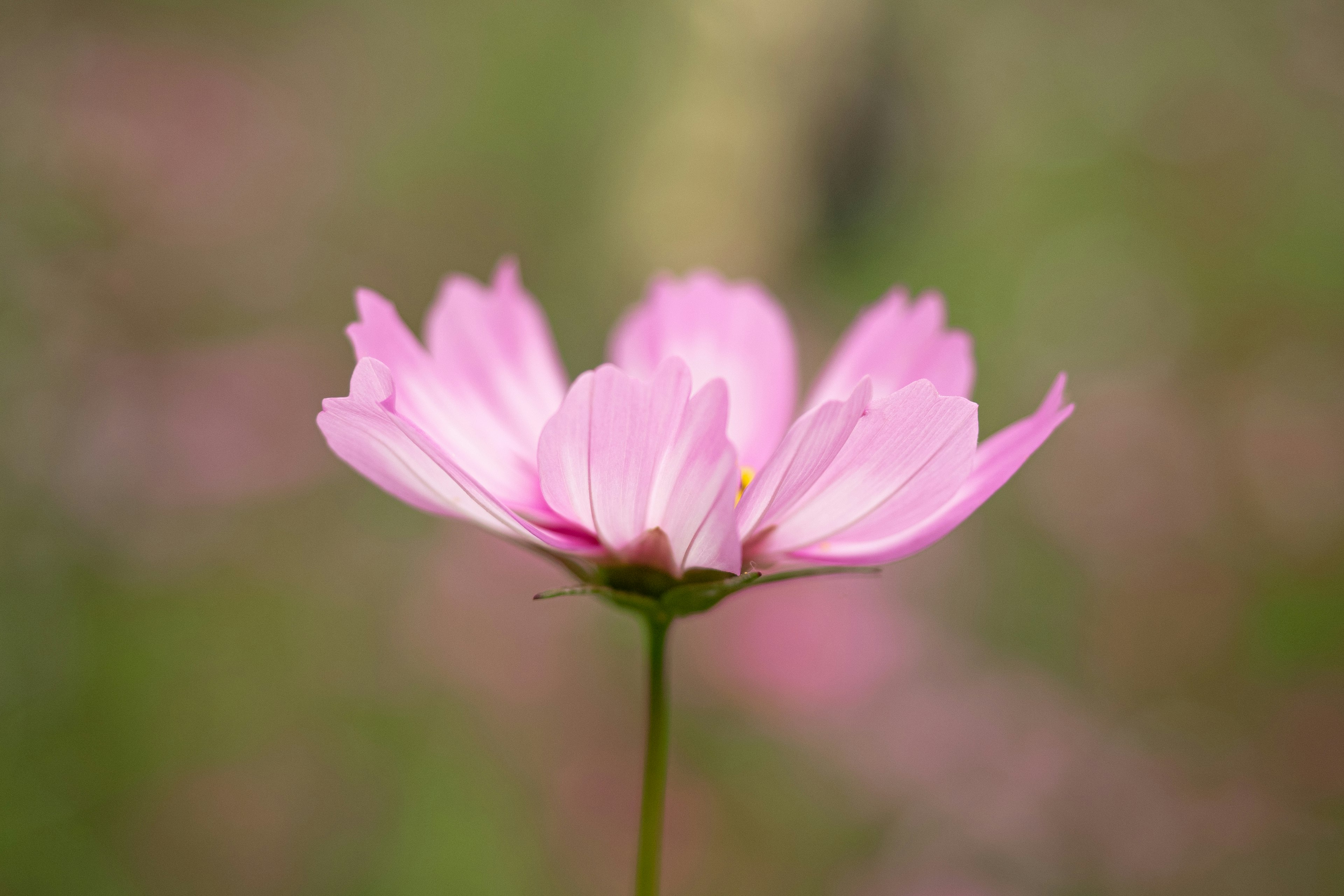 Sebuah bunga pink yang halus mekar di latar belakang hijau