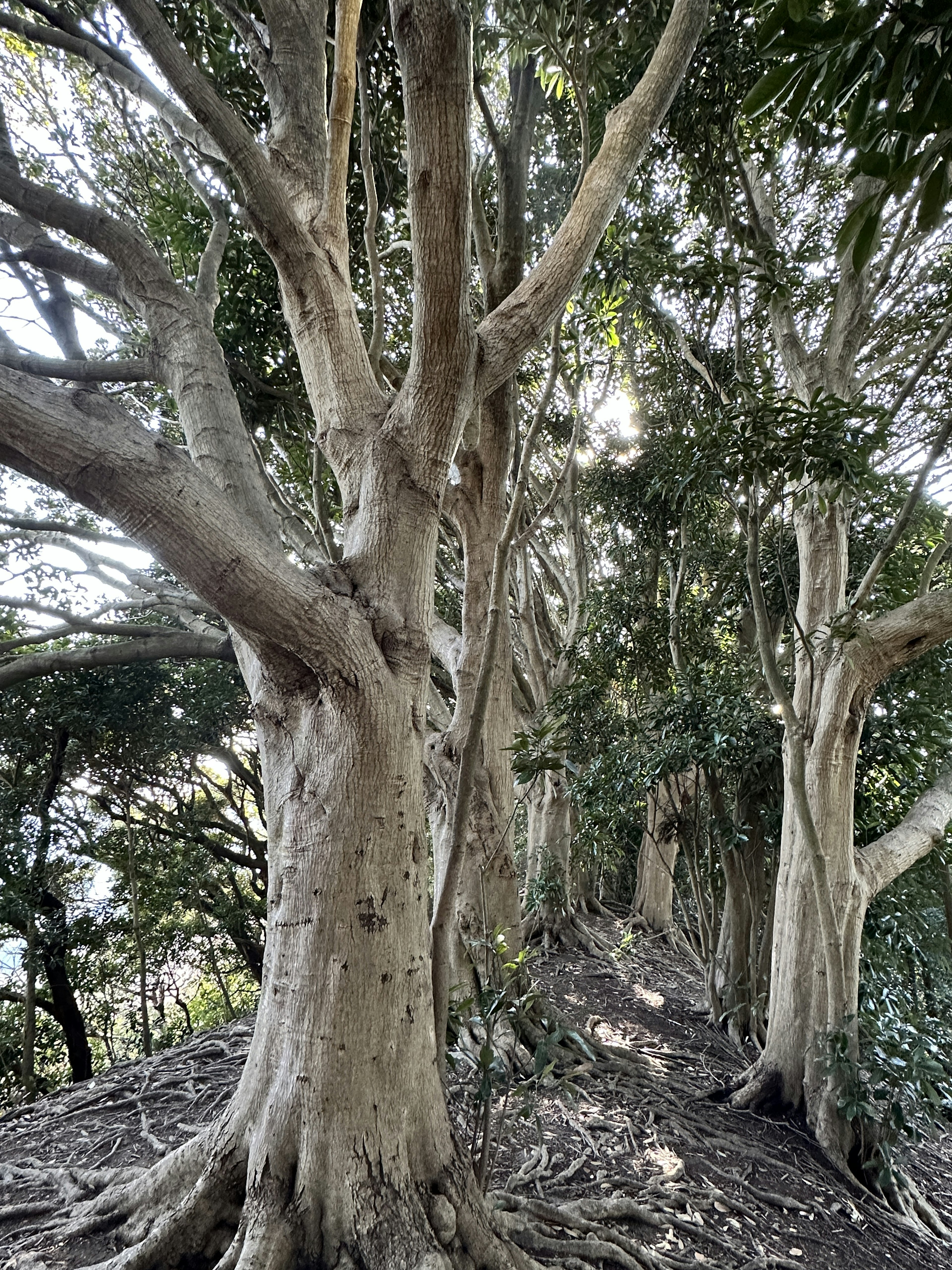 Groupe d'arbres hauts avec des feuilles vertes dans une zone boisée