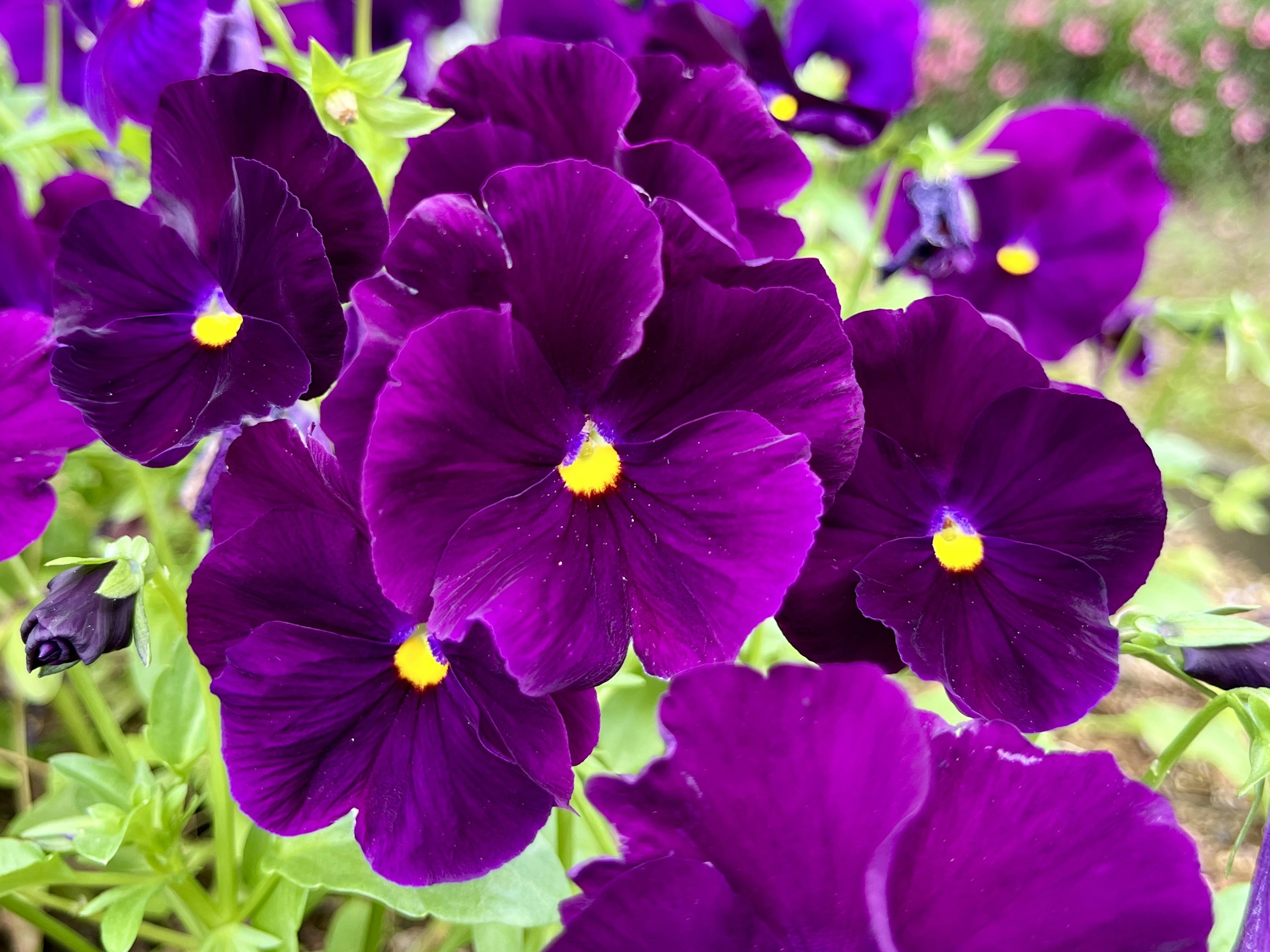 Vibrant purple pansy flowers blooming