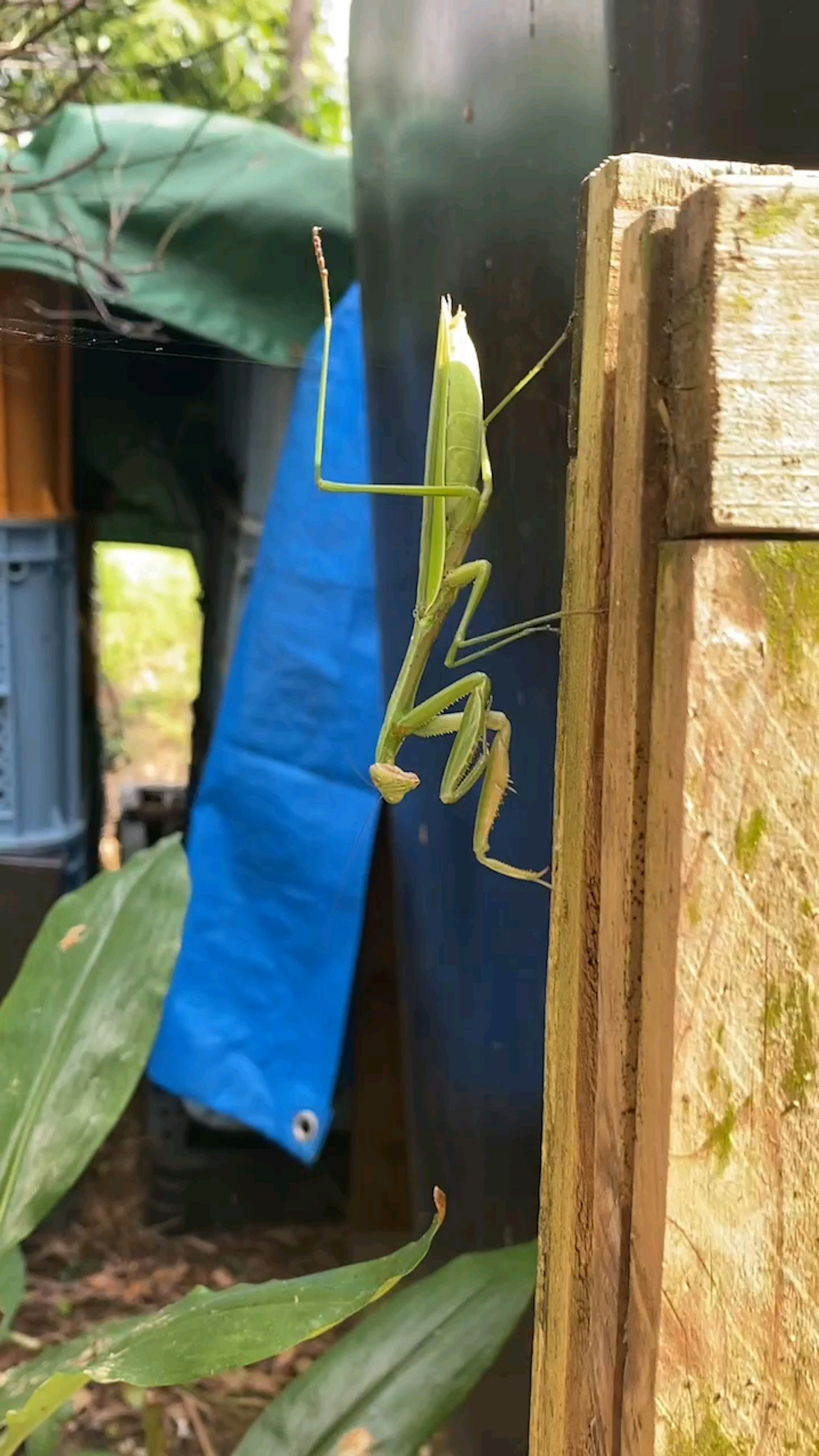 Green praying mantis perched on the side of wood with green leaves and blue fabric in the background