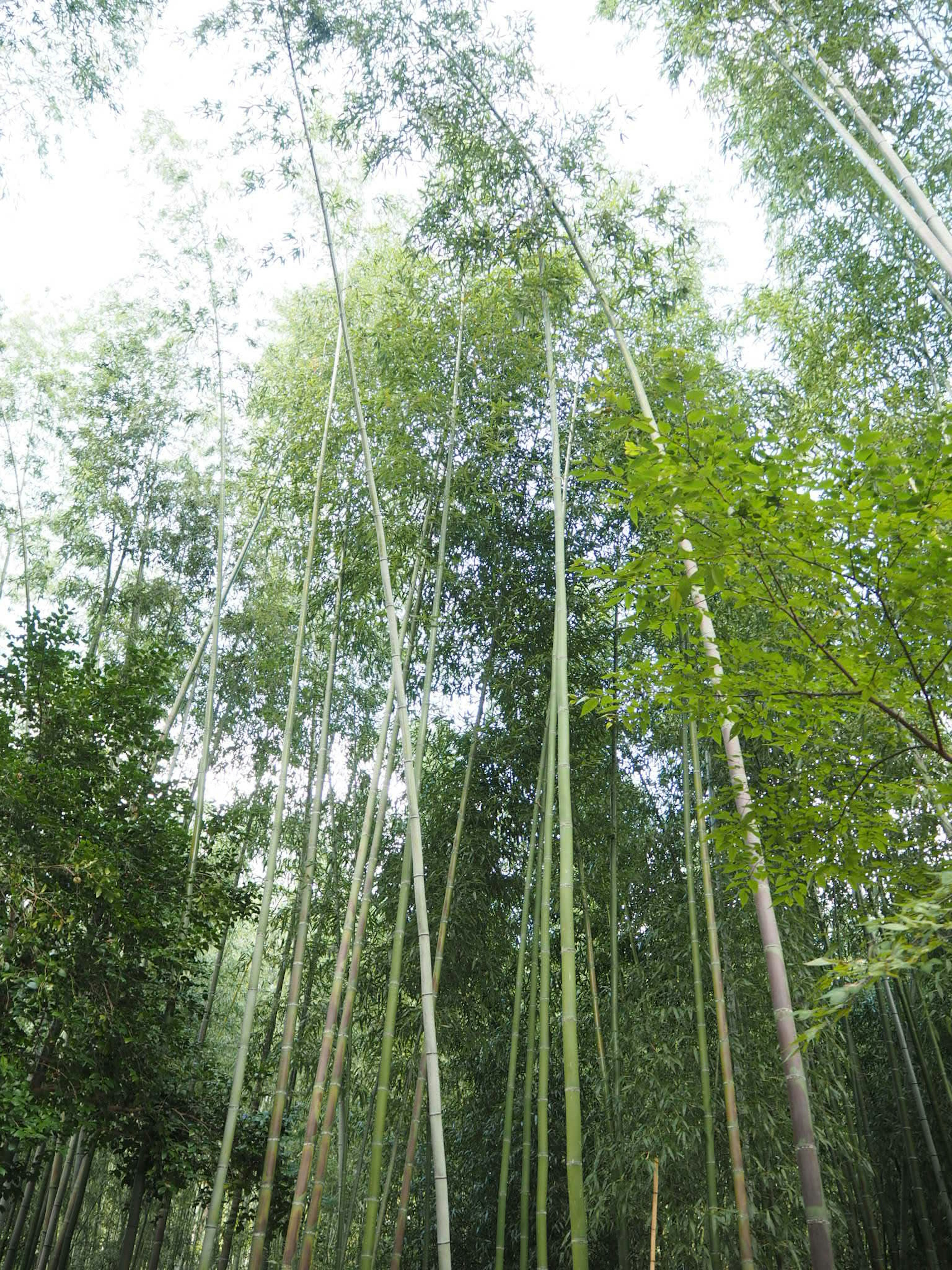 Tall bamboo stalks reaching towards the sky in a lush forest