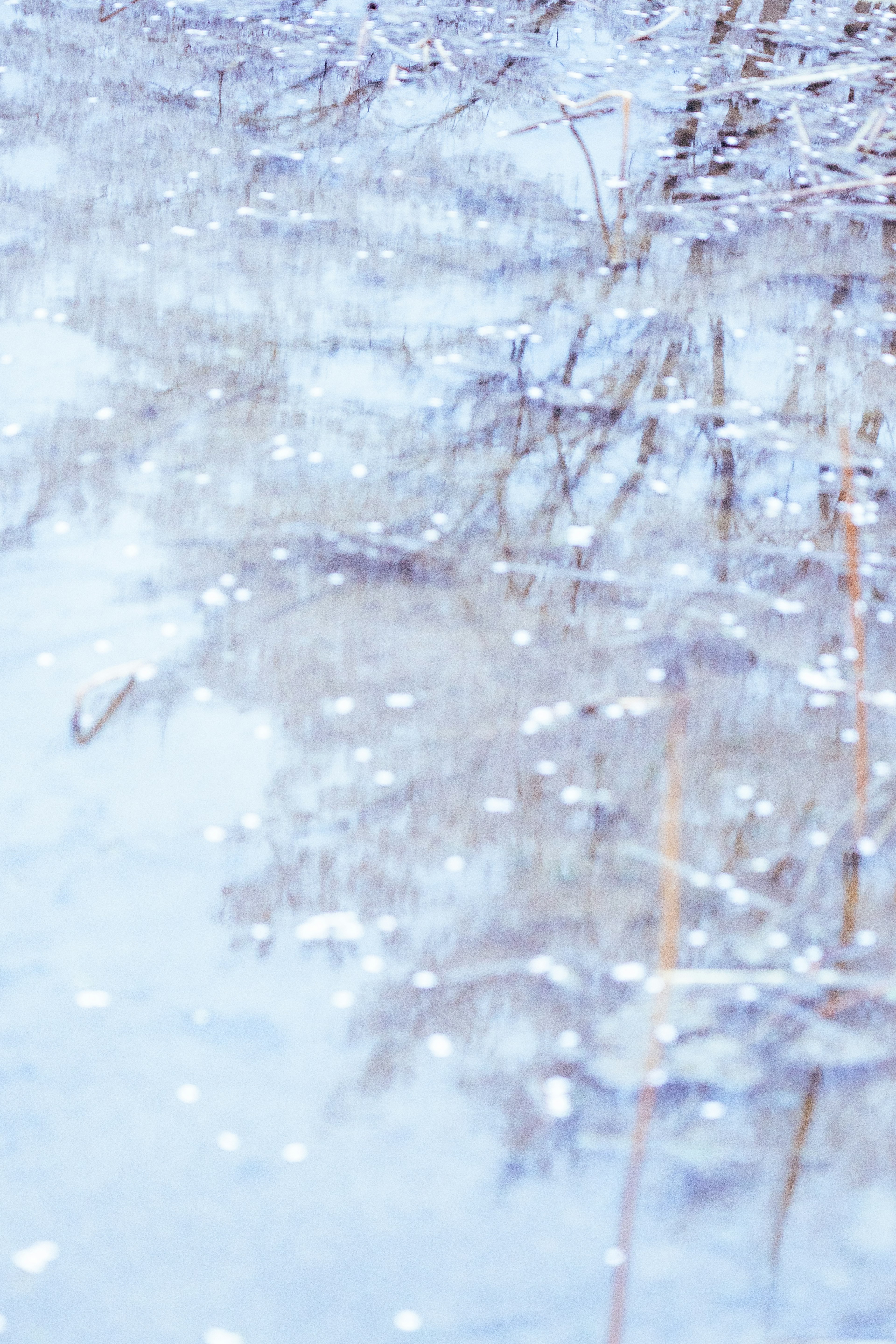 水面に映る淡い青色の風景と草の影