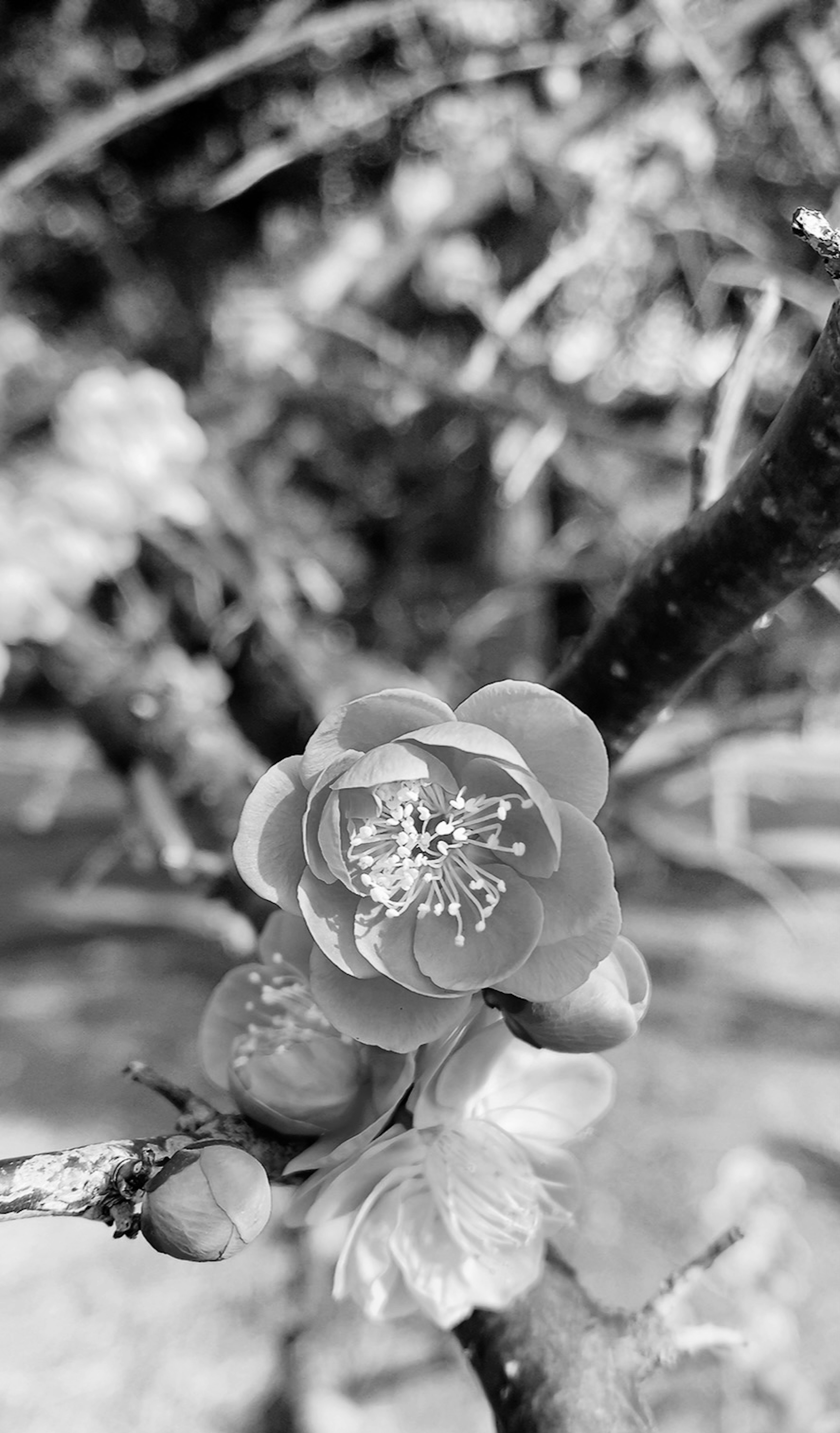 Acercamiento de una flor floreciendo en blanco y negro