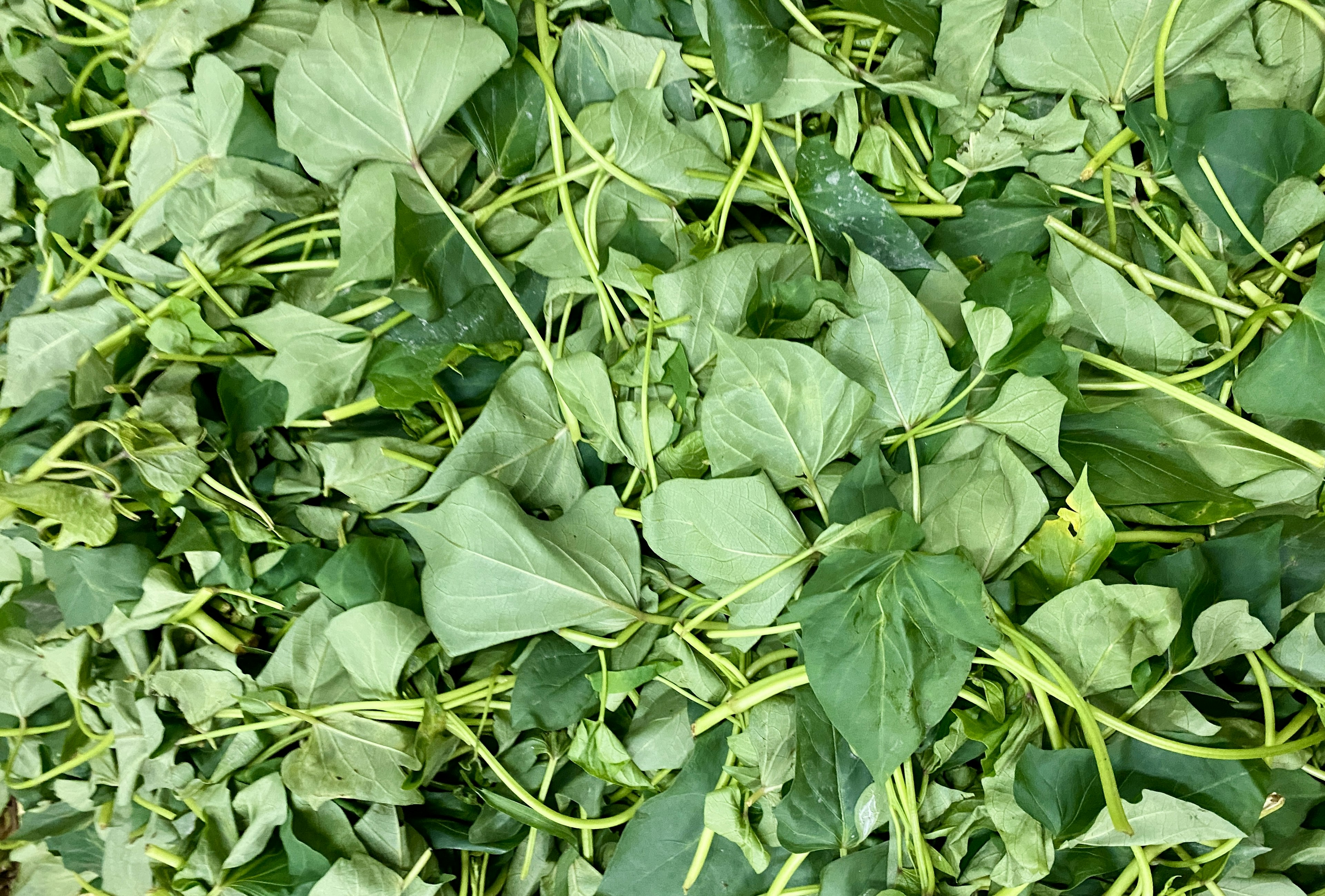 A pile of green leaves and stems intertwined