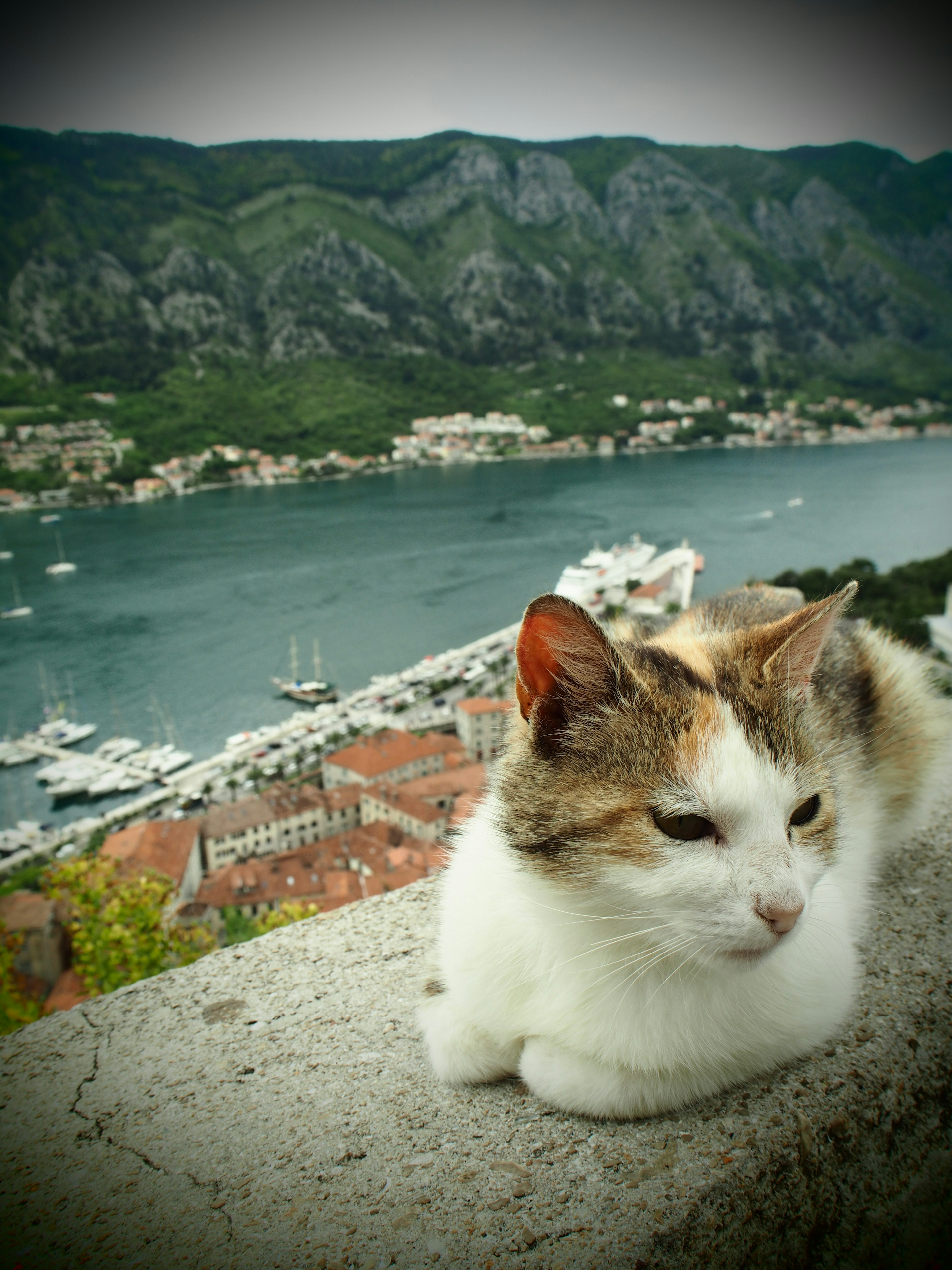 Cat resting on a stone ledge with a scenic bay in the background