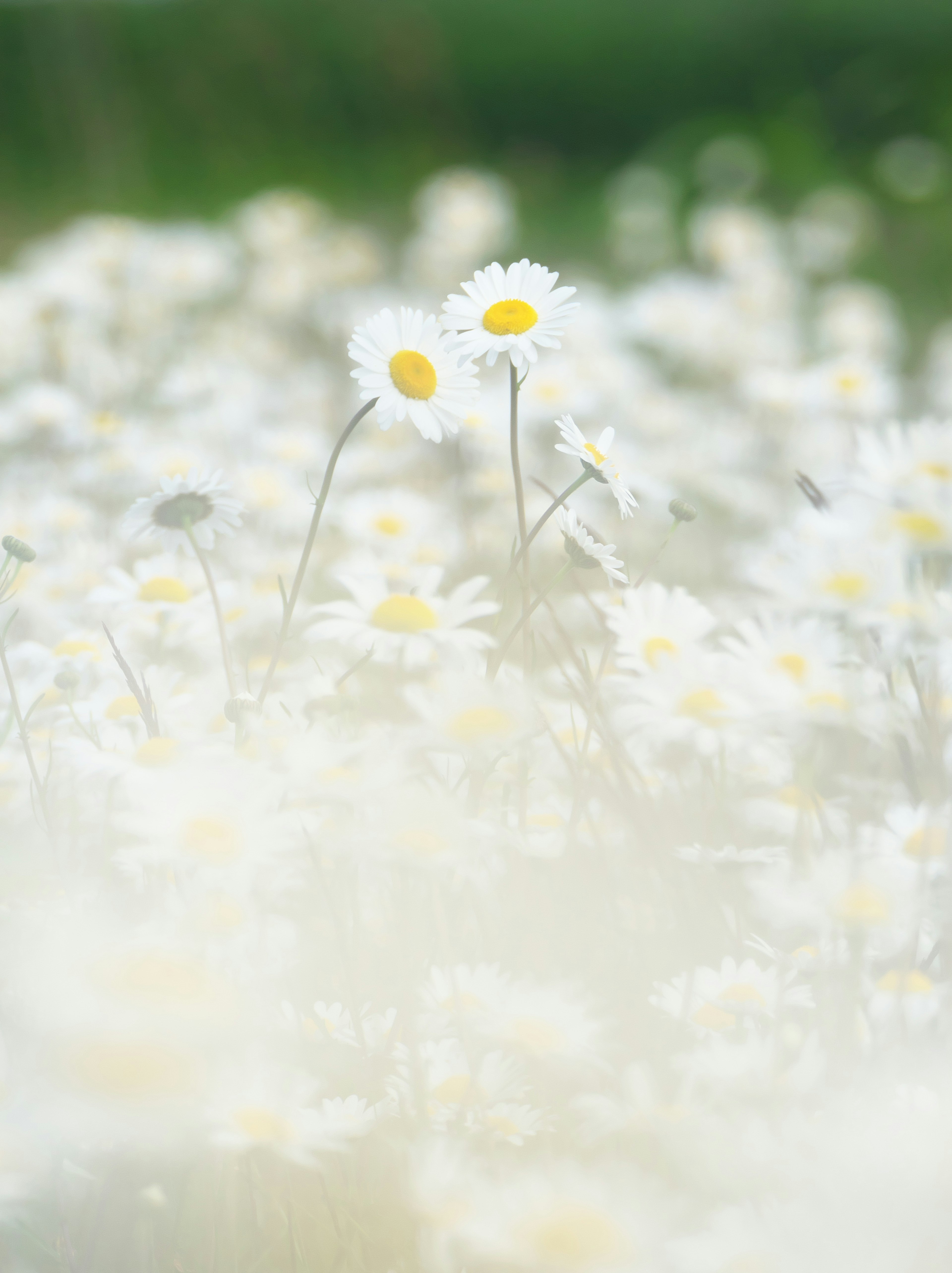 ภูมิทัศน์นุ่มนวลที่มีดอกเดซี่สีขาวบานอยู่บนพื้นหลังสีเขียว