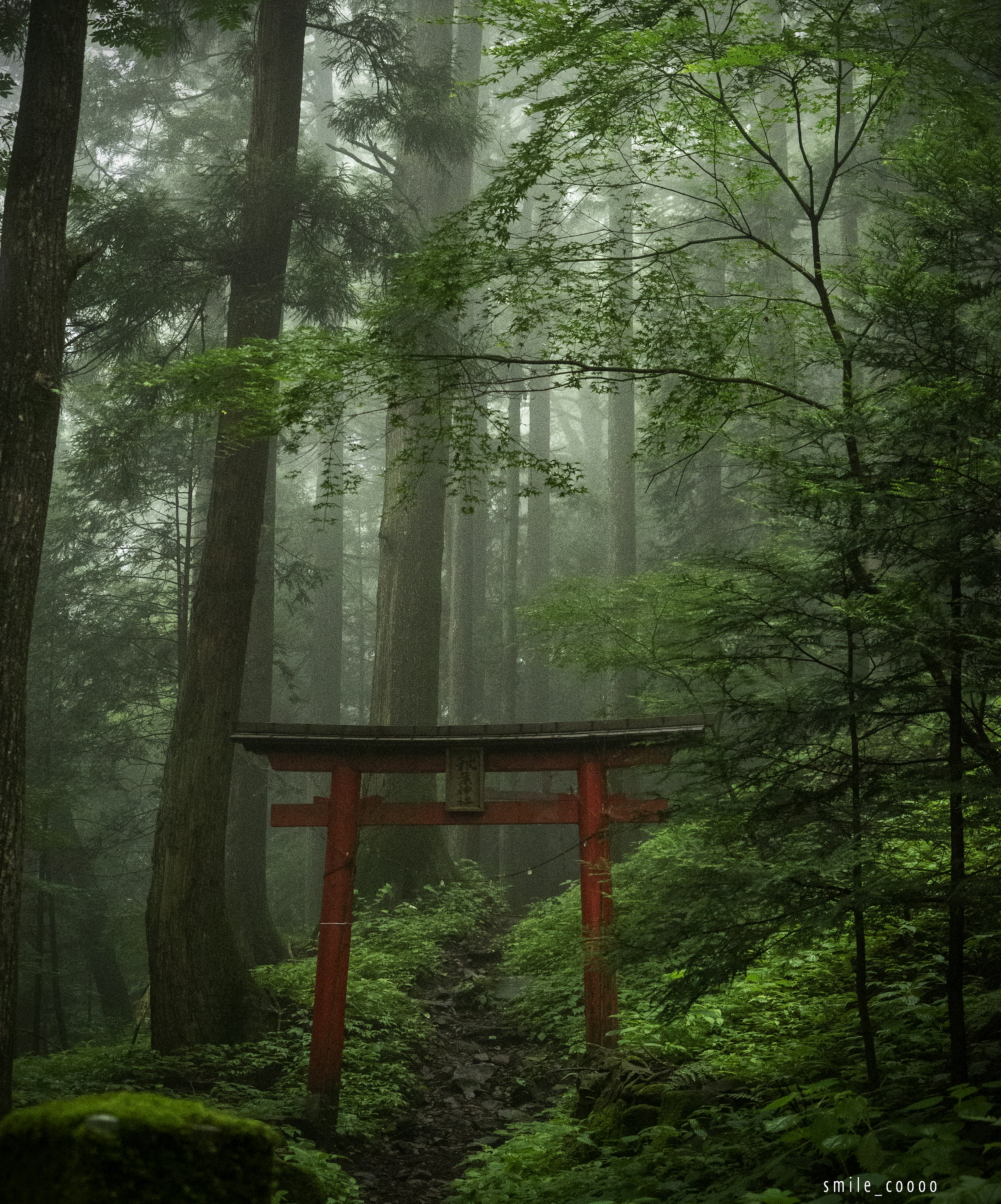 Gerbang torii merah di hutan berkabut dikelilingi oleh vegetasi subur