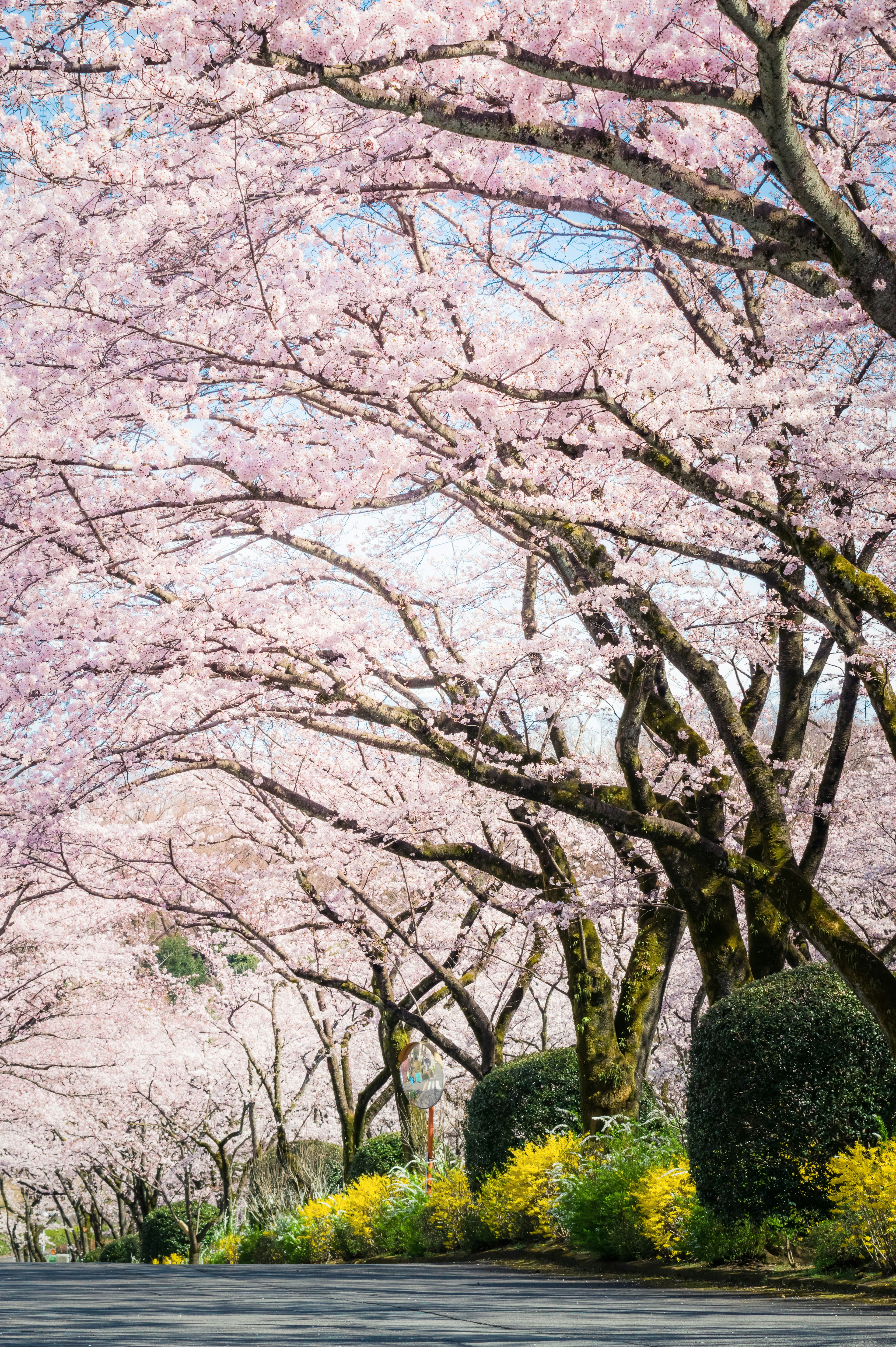 ทิวทัศน์สวยงามของต้นซากุระเรียงรายริมถนนพร้อมดอกไม้สีชมพูอ่อนและดอกไม้สีเหลือง