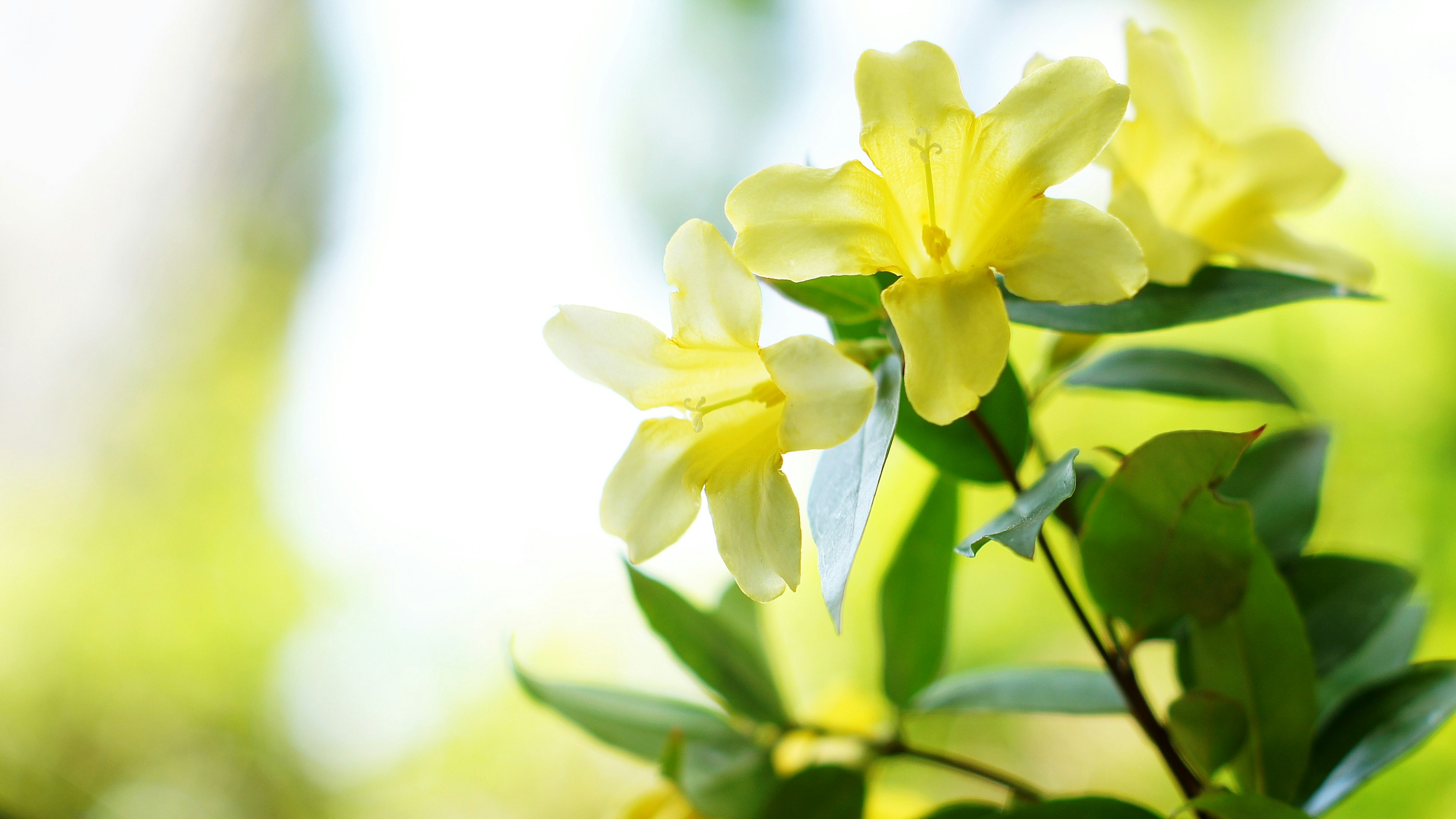 Helle gelbe Blumen blühen an grünen Blättern