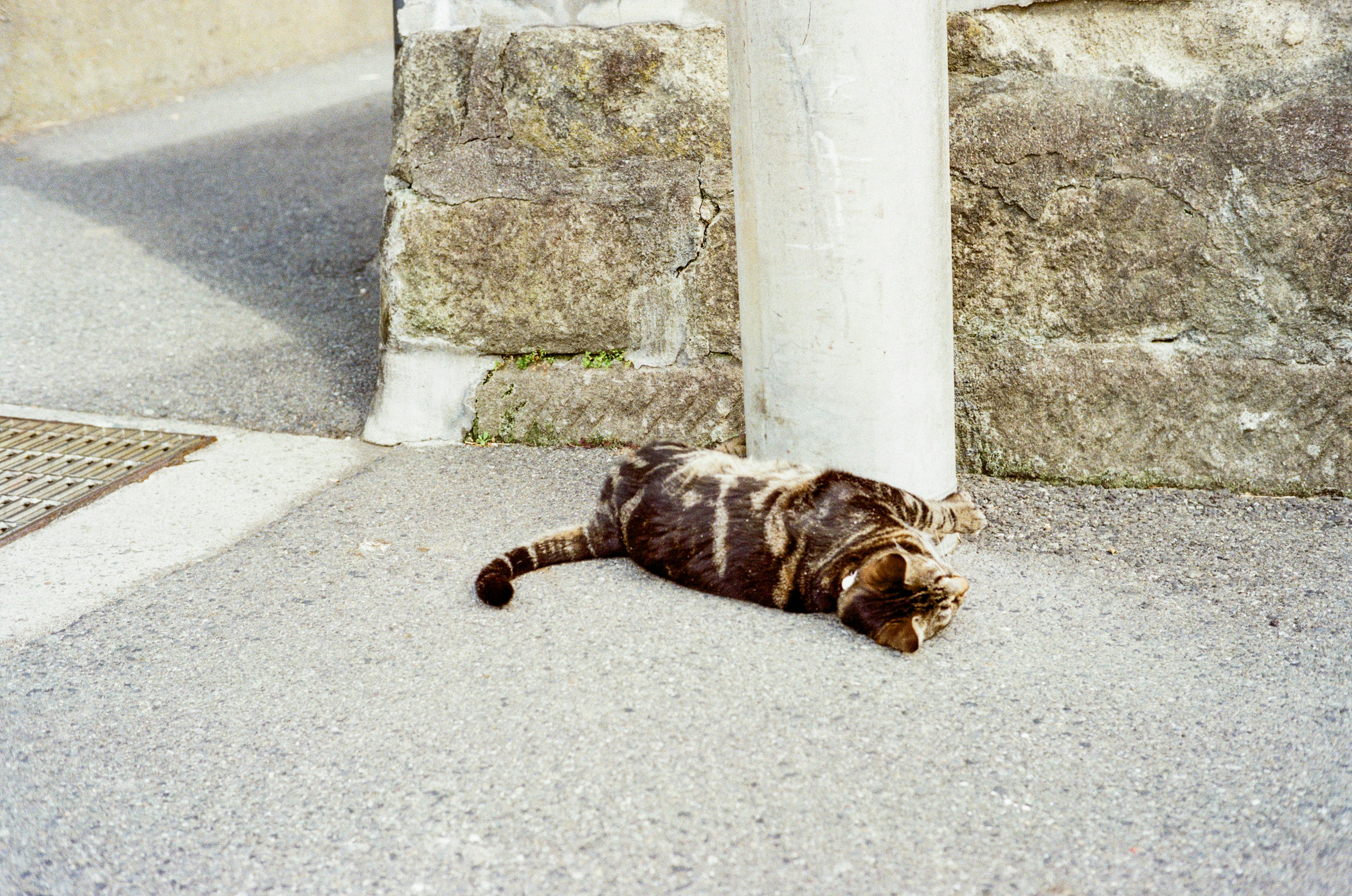 Un gatto sdraiato per strada accanto a un muro di pietra