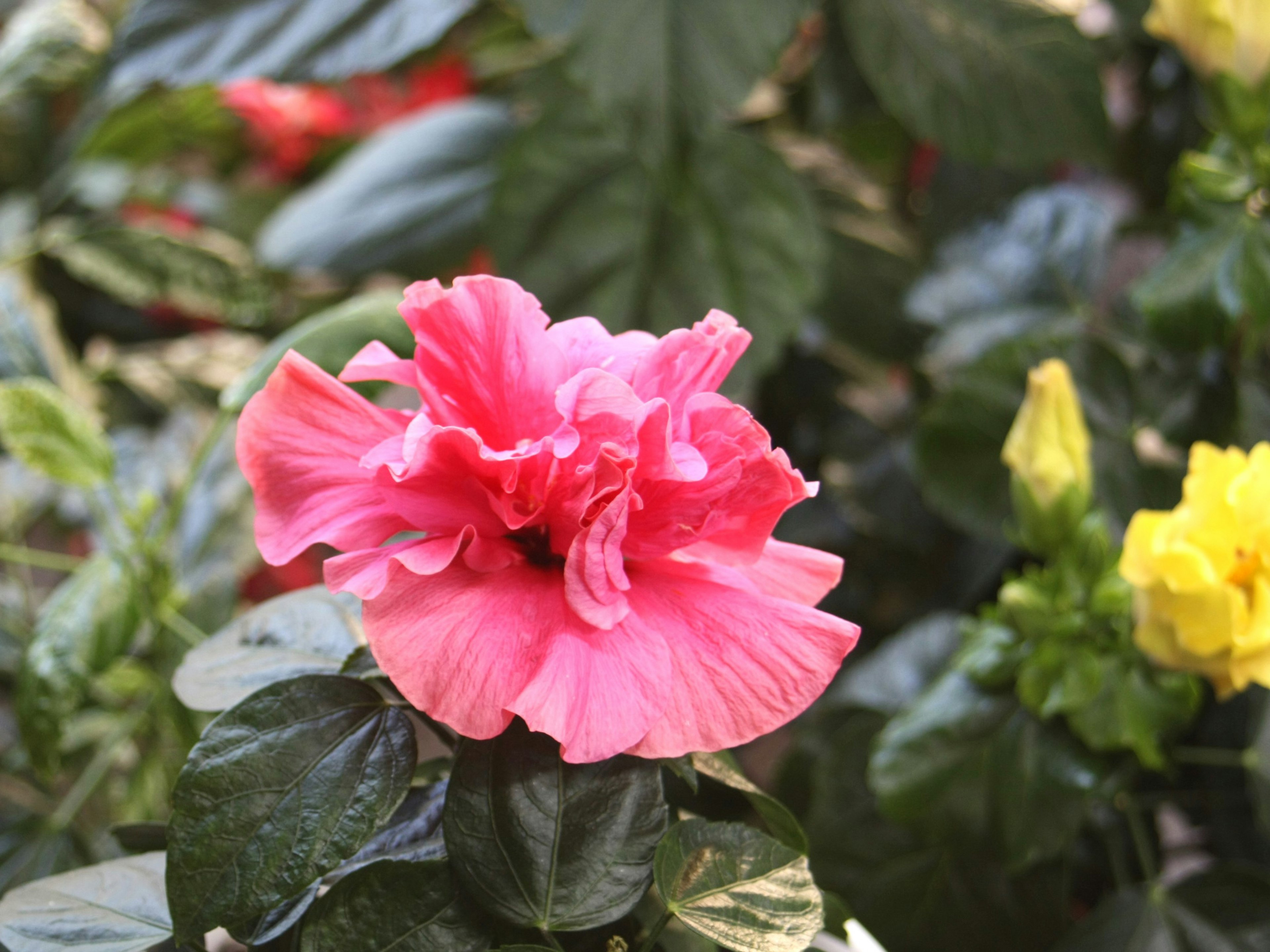 Fiore di ibisco rosa brillante circondato da foglie verdi