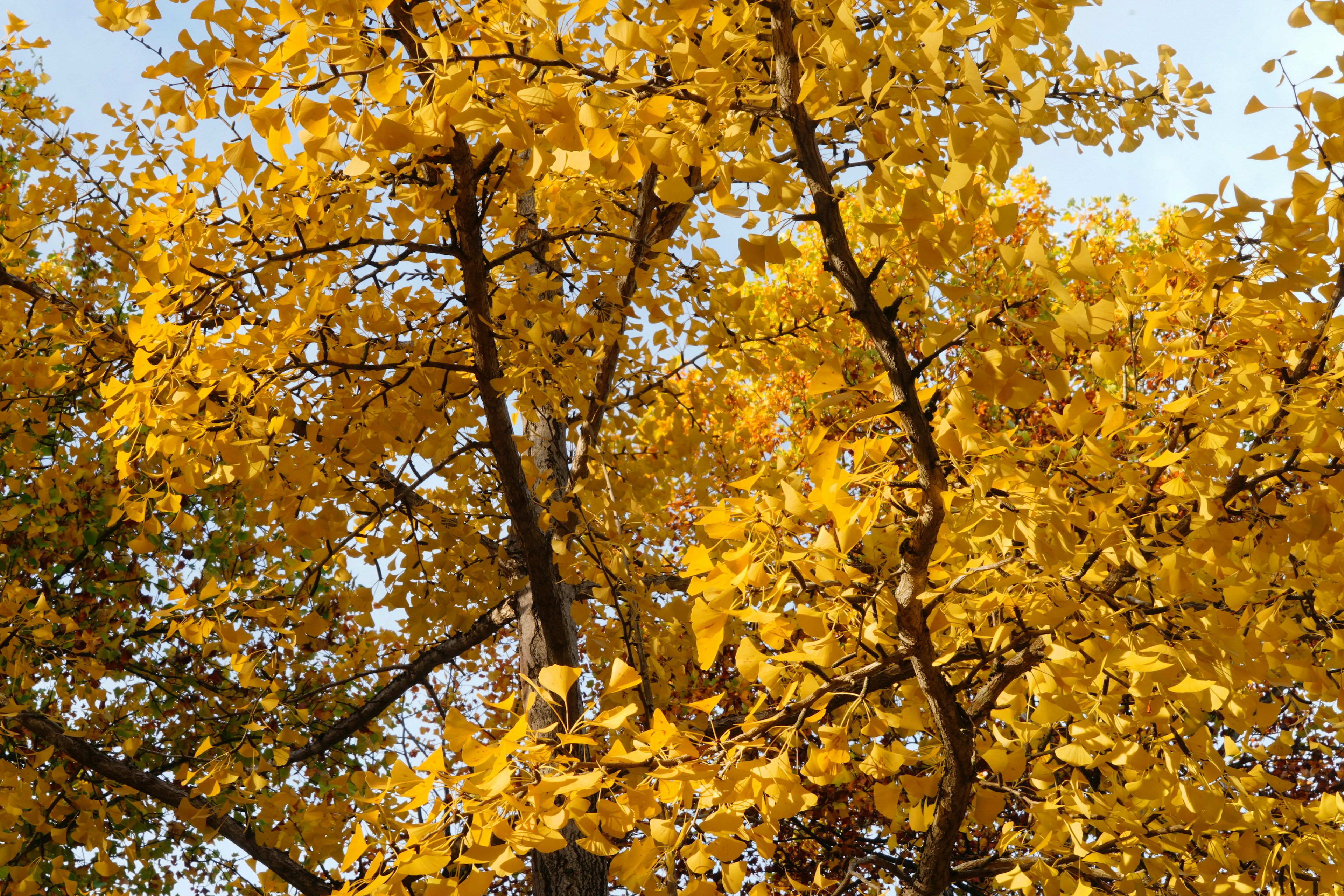 Nahaufnahme eines Baumes mit leuchtend gelben Blättern