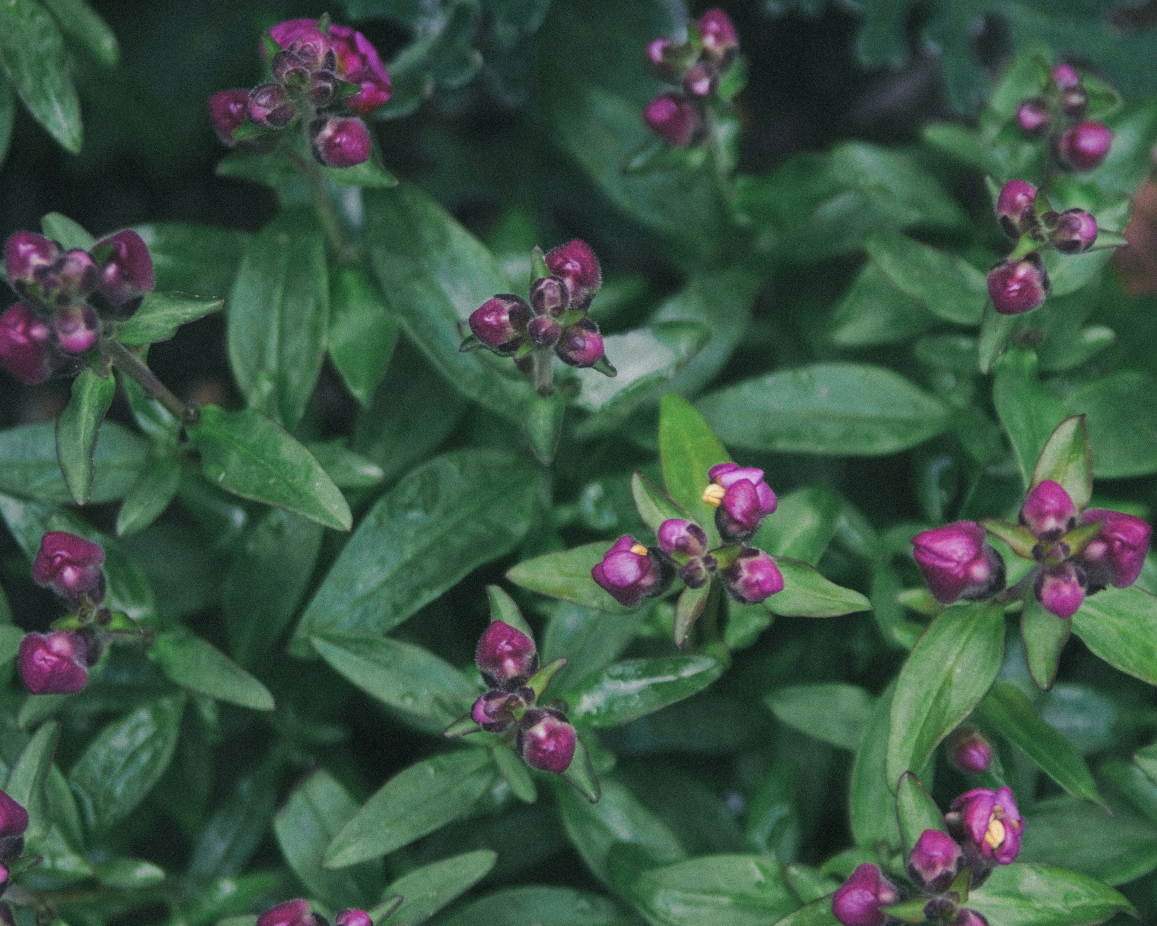 Primer plano de una planta verde con botones de flores moradas