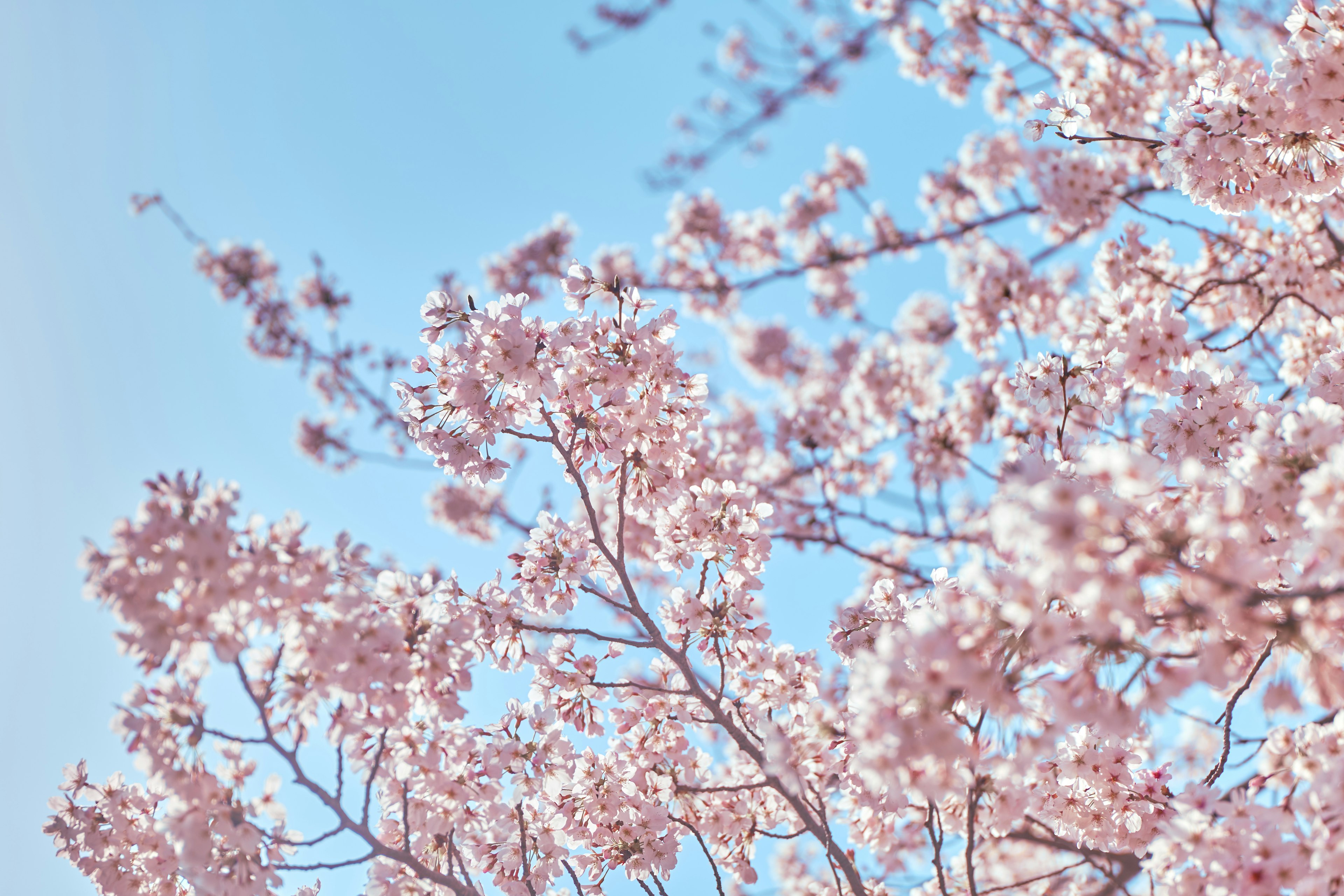 Bunga sakura mekar di bawah langit biru yang jernih