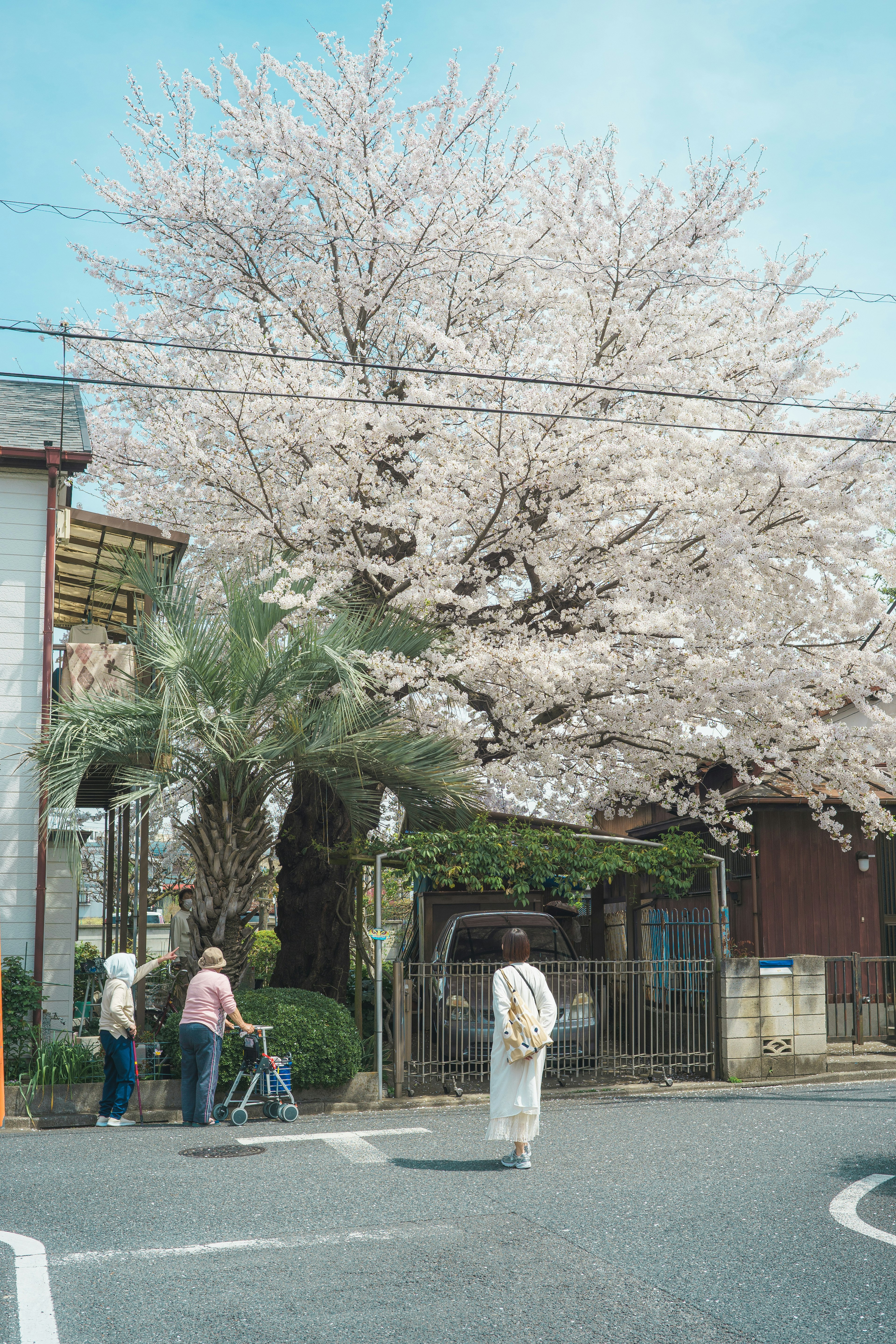 Albero di ciliegio in fiore all'angolo di una strada in Giappone