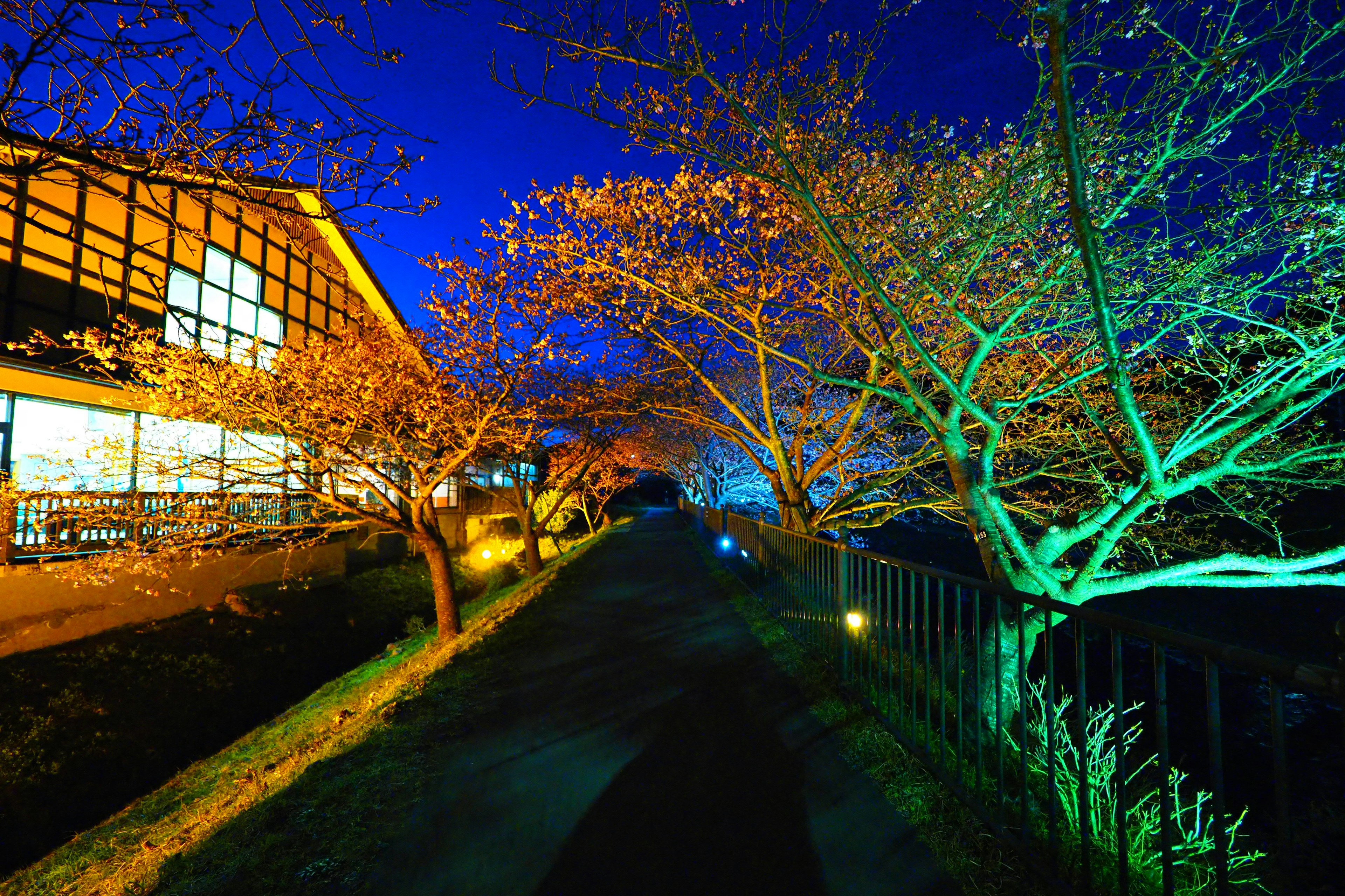 Chemin bordé d'arbres en fleurs illuminés et d'un bâtiment lumineux sous un ciel nocturne bleu