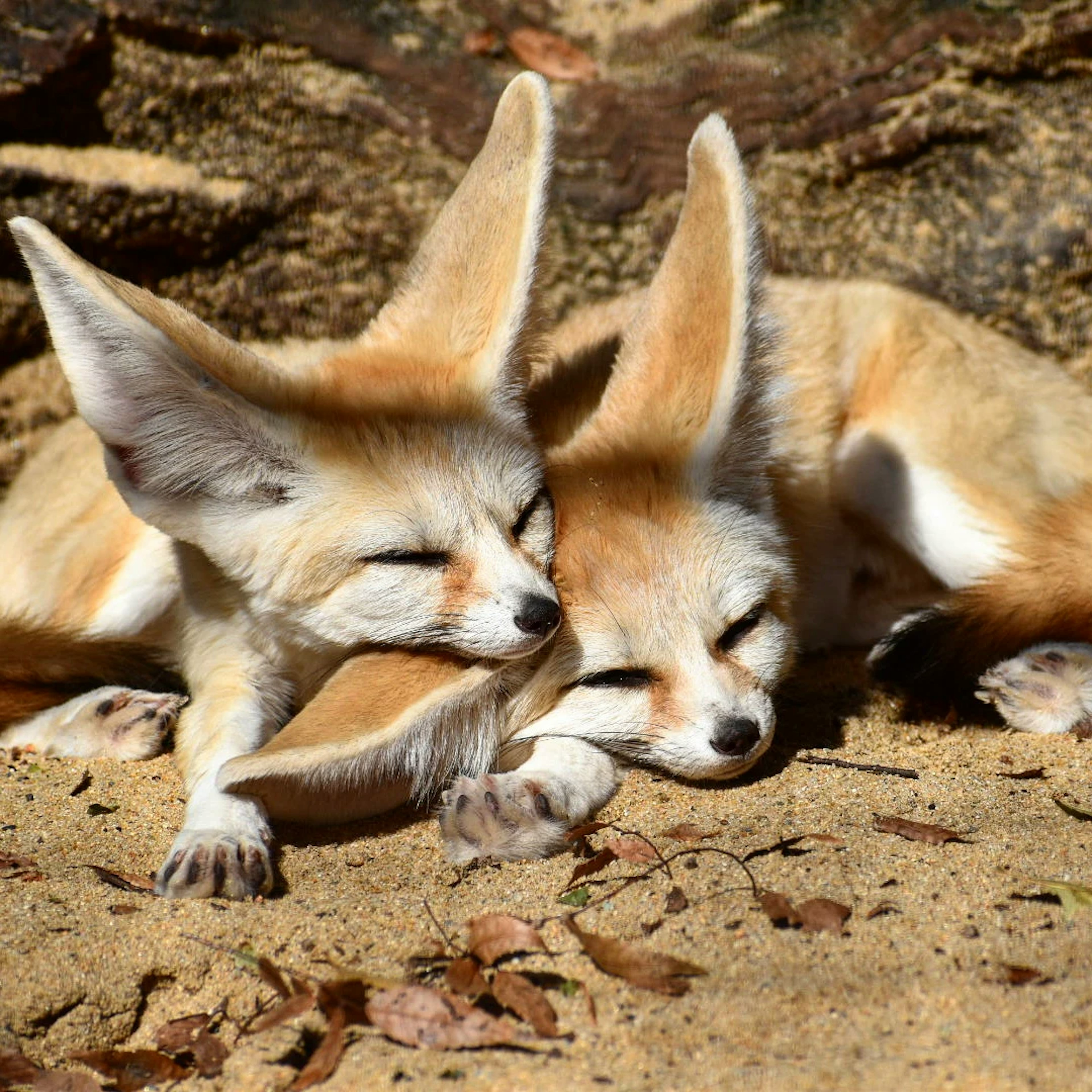 Hai con cáo fennec nằm bên nhau trên nền cát