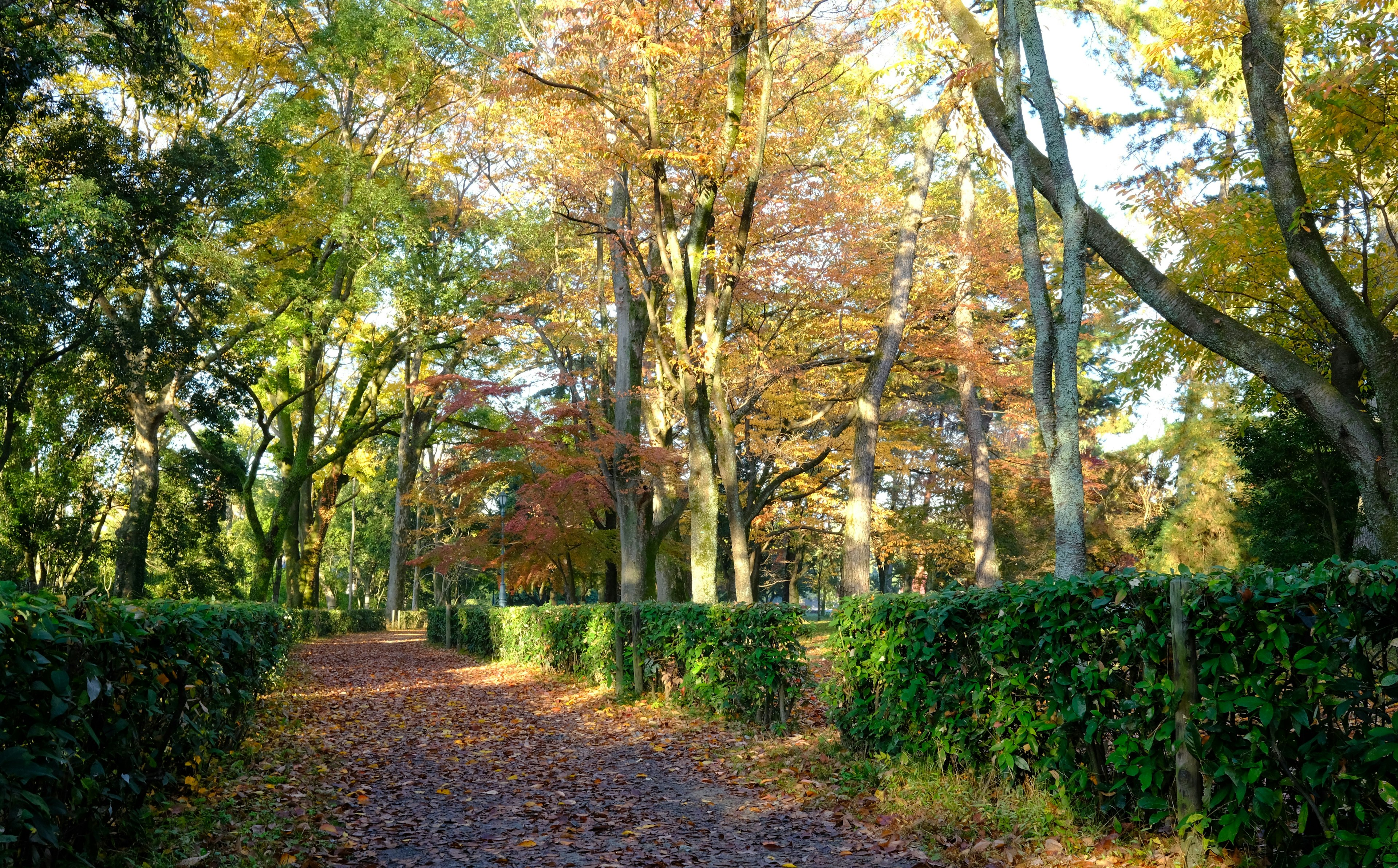 公園小徑，秋季樹木與綠色樹籬