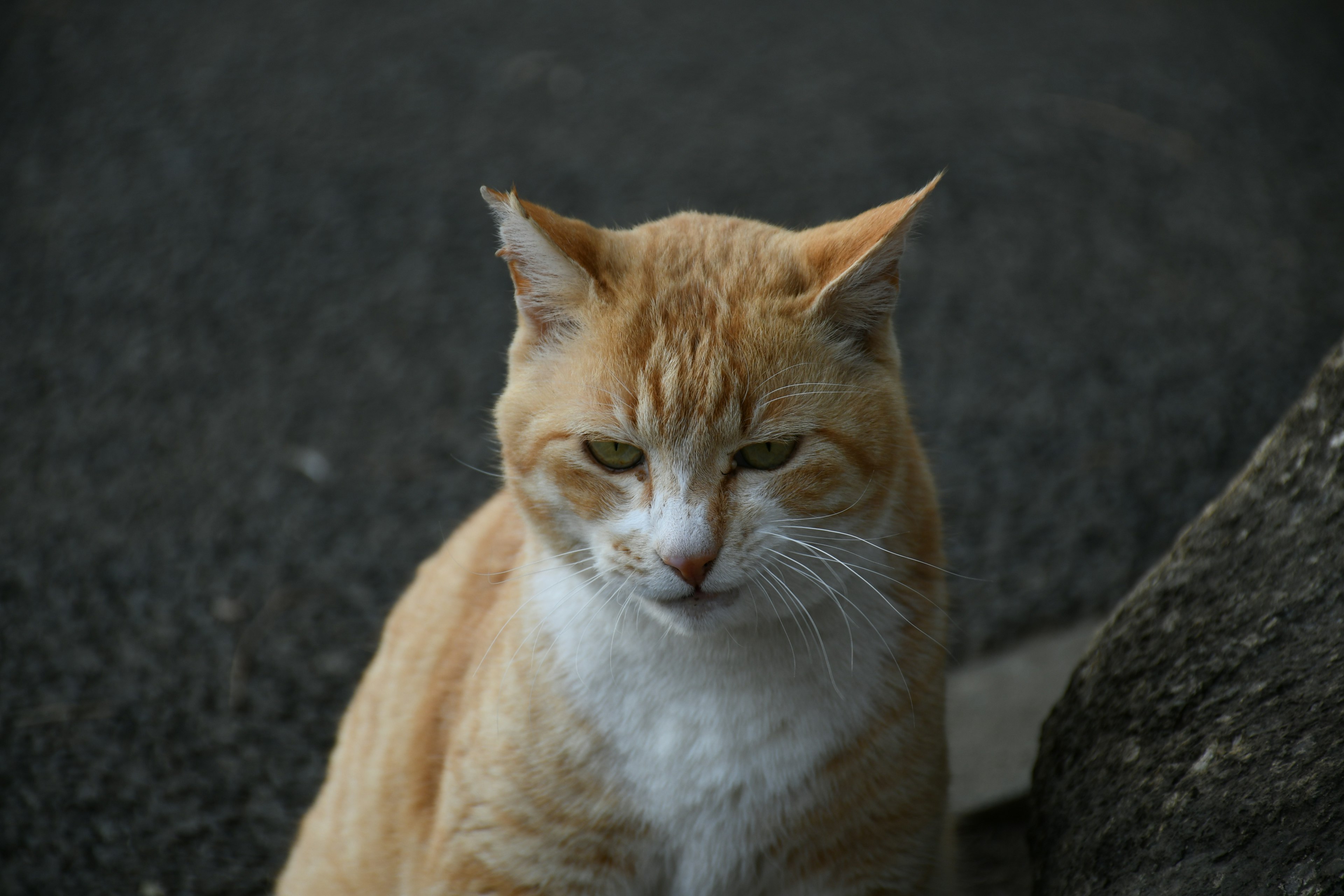 Kucing oranye yang menatap kamera