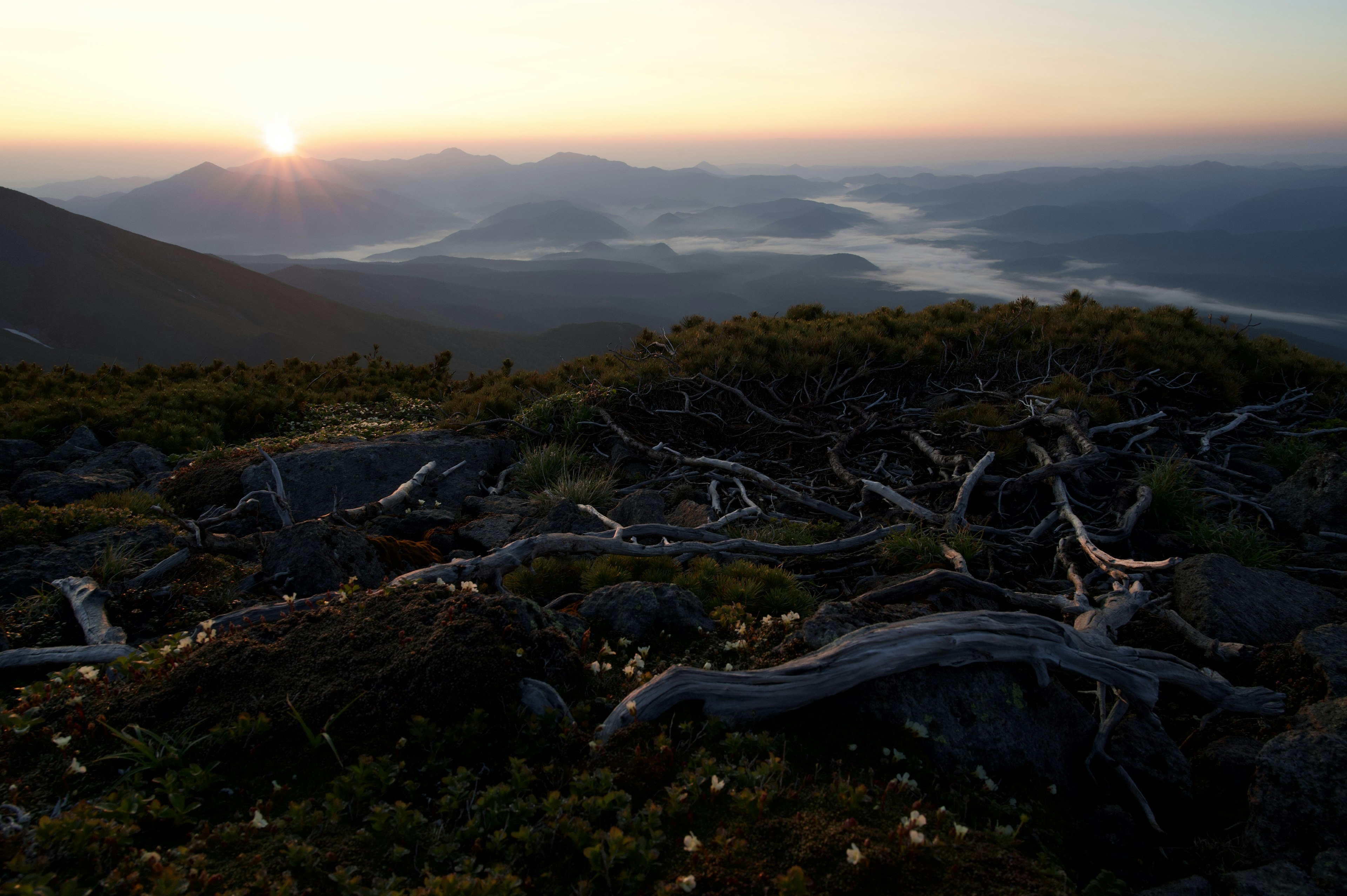 Vue magnifique du lever du soleil depuis un sommet de montagne avec des branches d'arbres morts et de la végétation verte