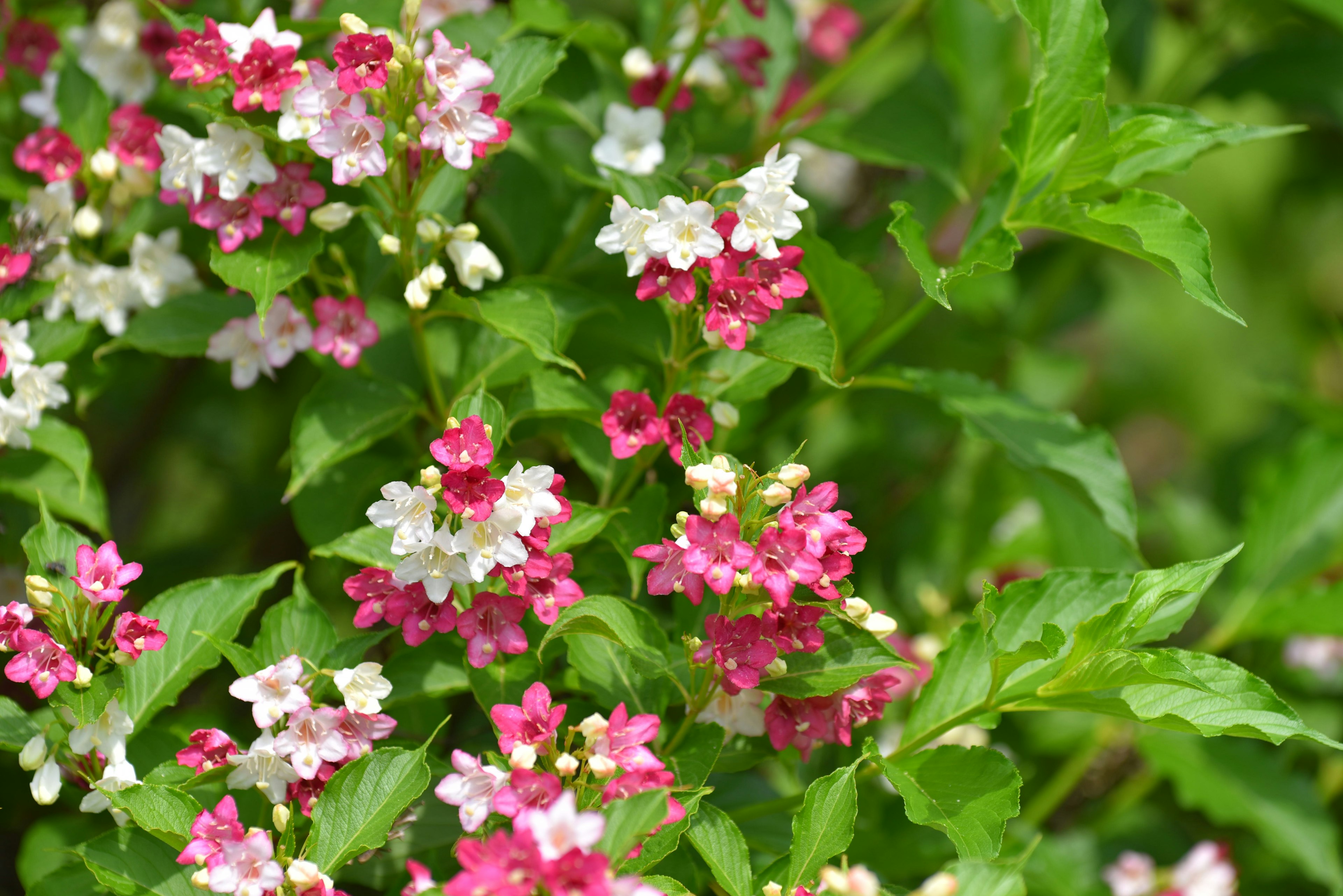 ピンクと白の小花が咲く緑の葉の植物のクローズアップ