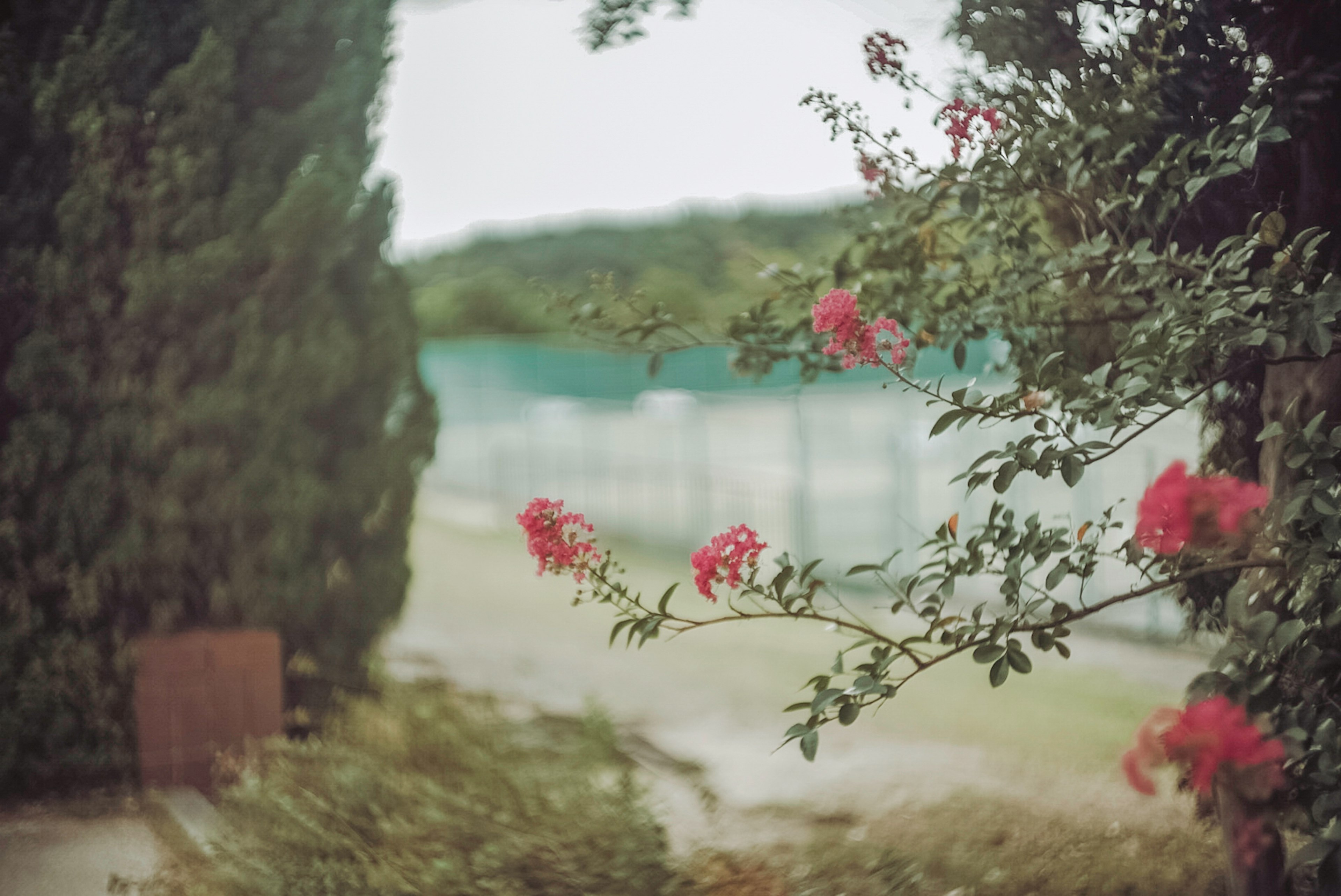 Imagen borrosa de árboles verdes y flores rosas en un paisaje