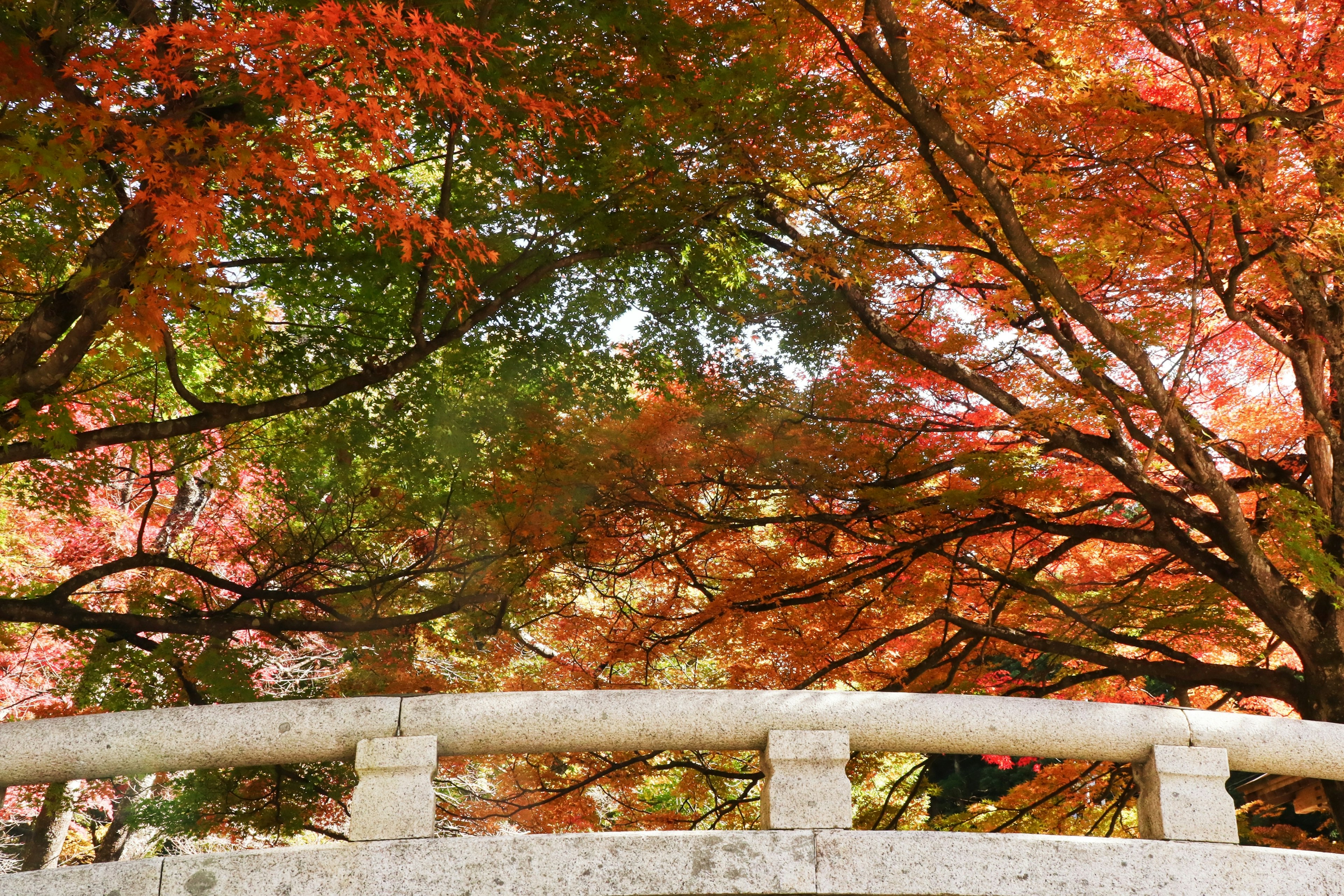 美しい紅葉の木々が見える石の橋の上からの景色