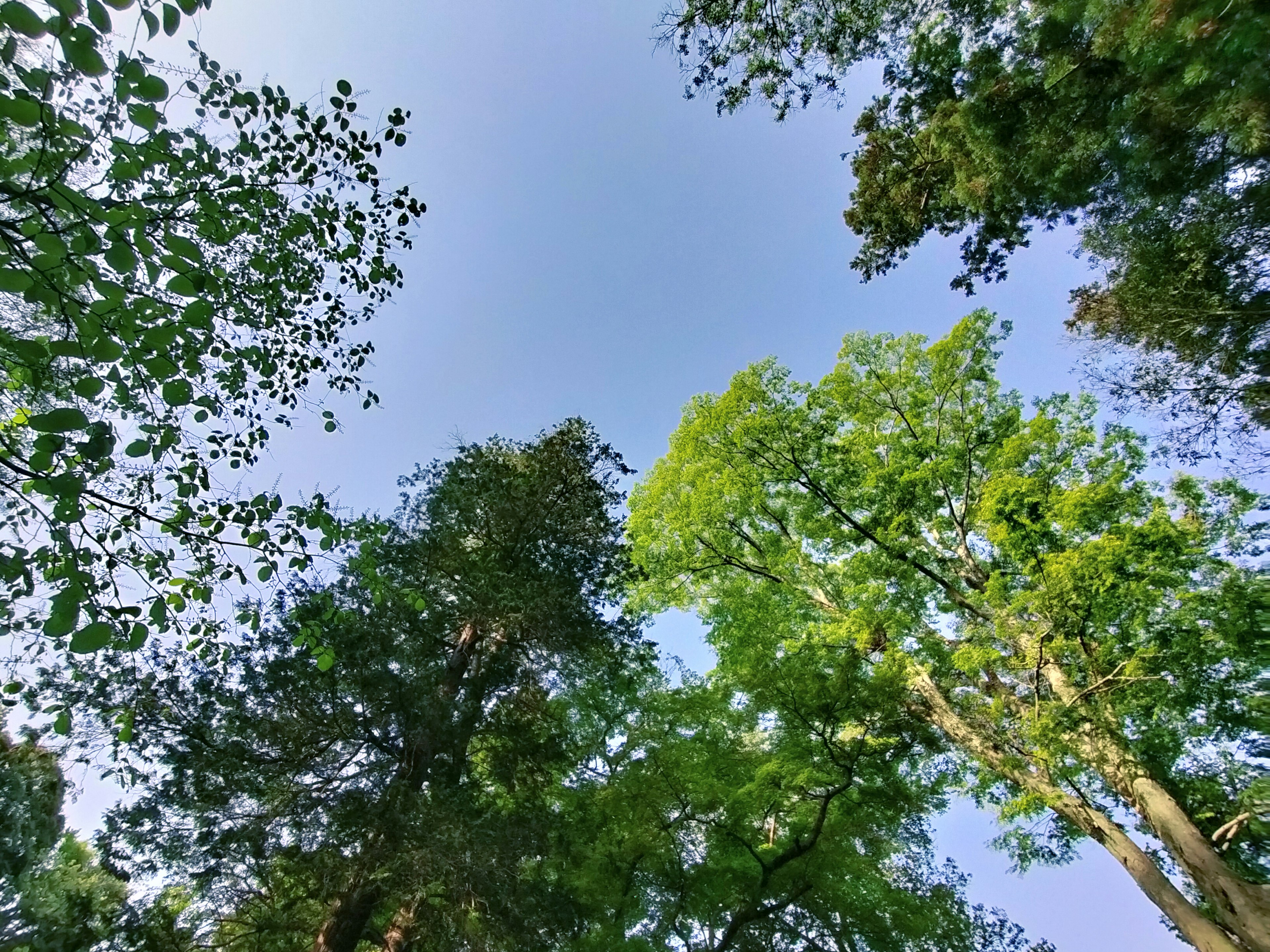 View of green trees under a blue sky