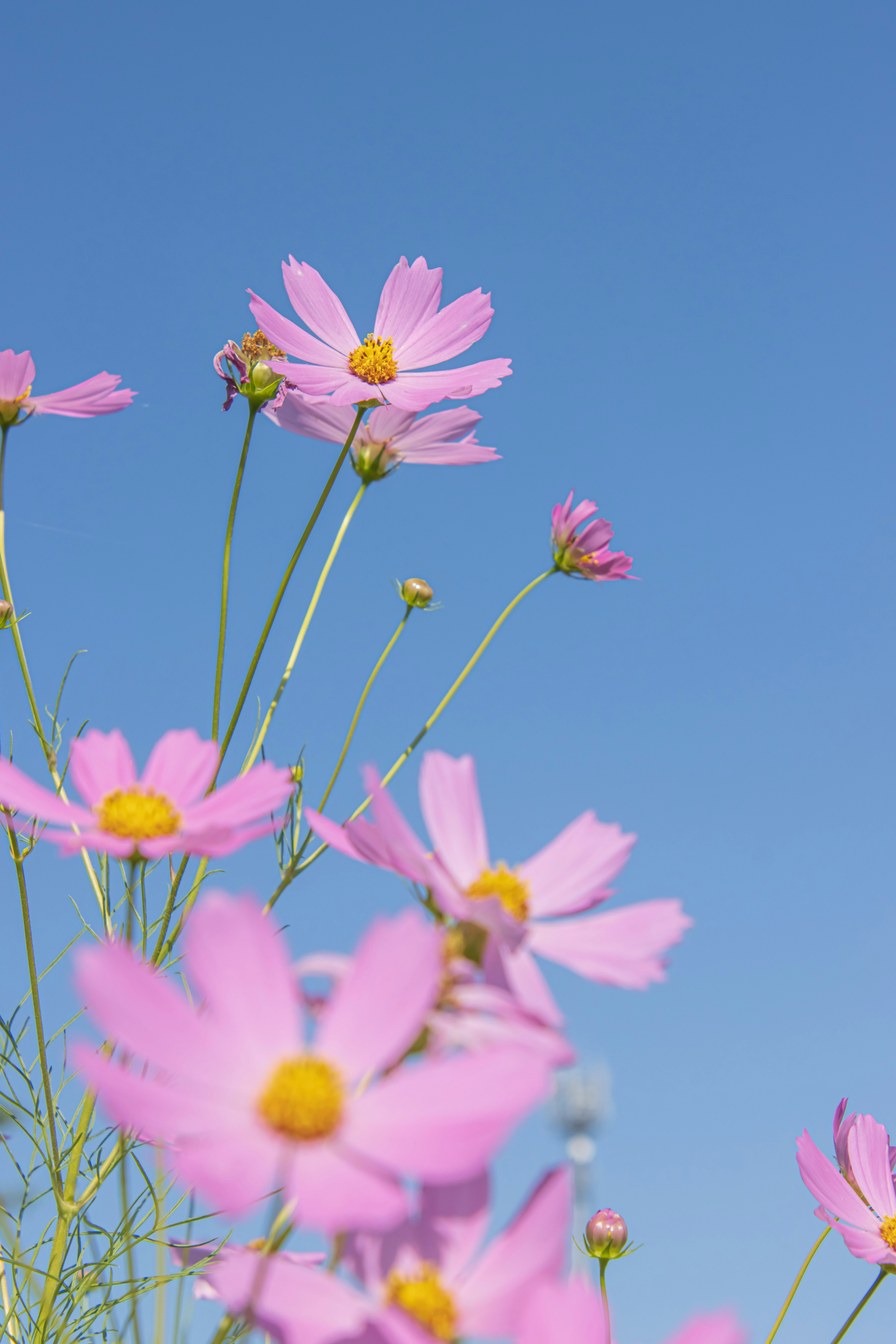 藍天下盛開的粉紅色 cosmos 花