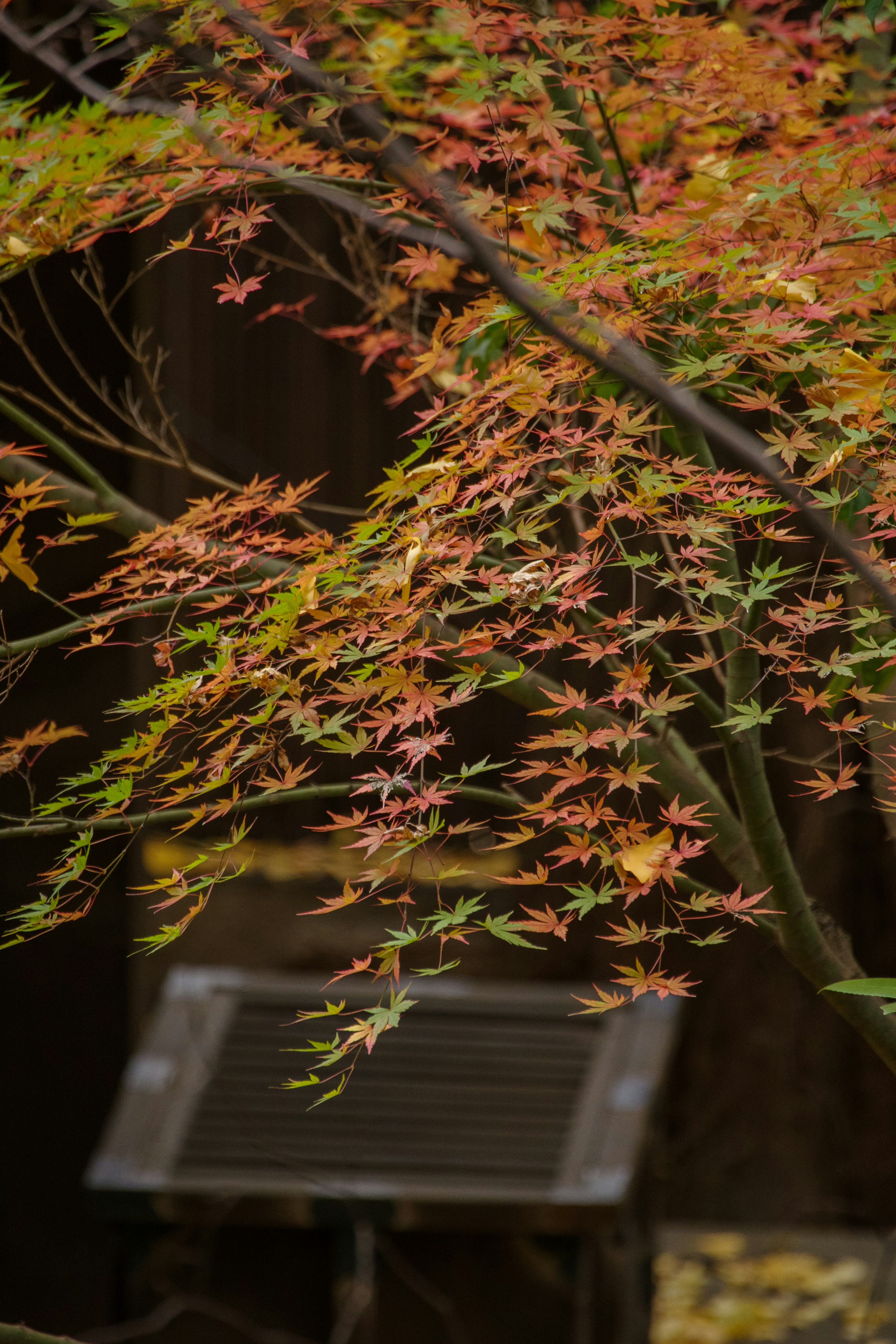 Branches of a maple tree with autumn leaves and a bench in the background