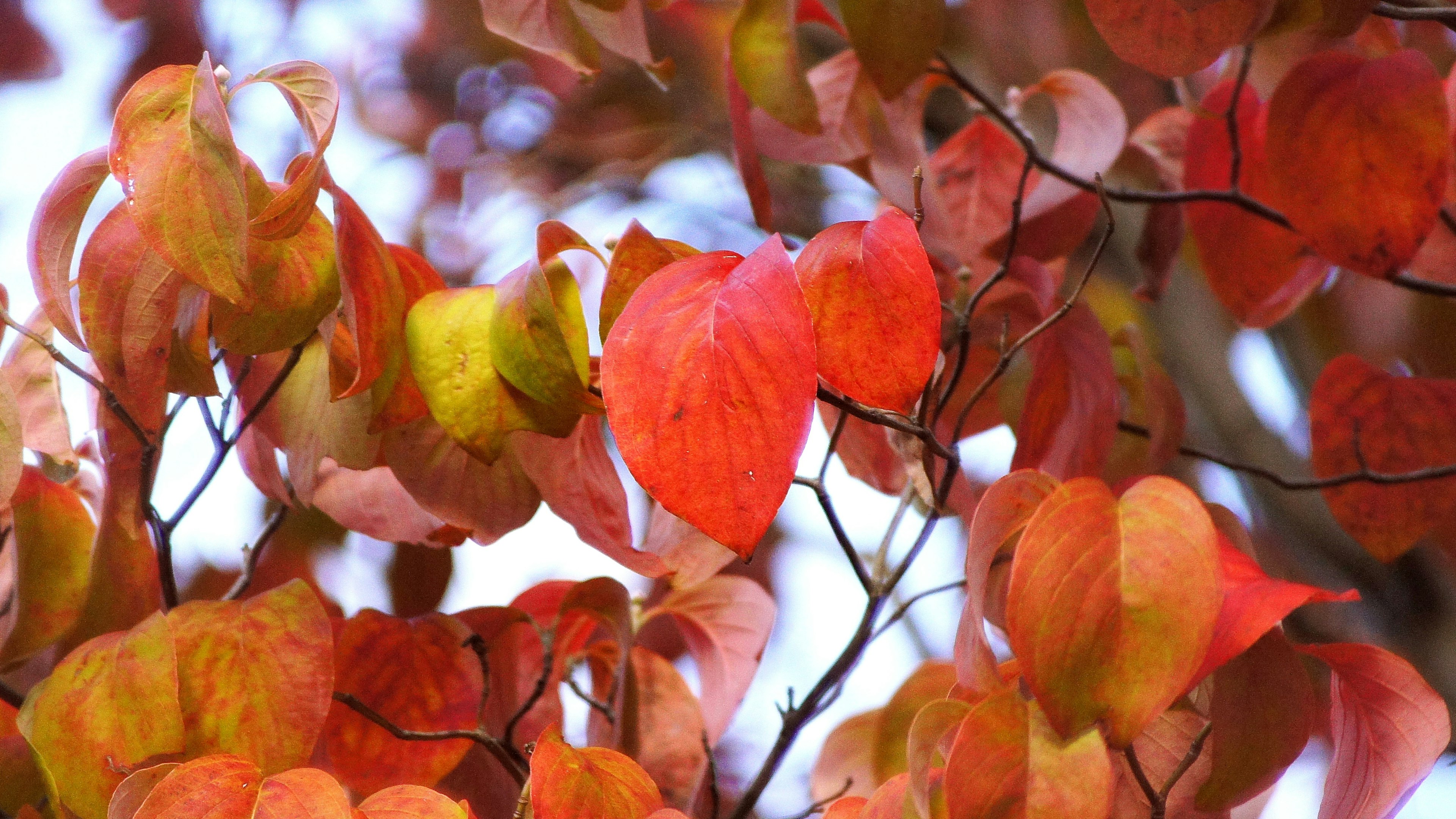 Branches adorned with vibrant red and orange autumn leaves