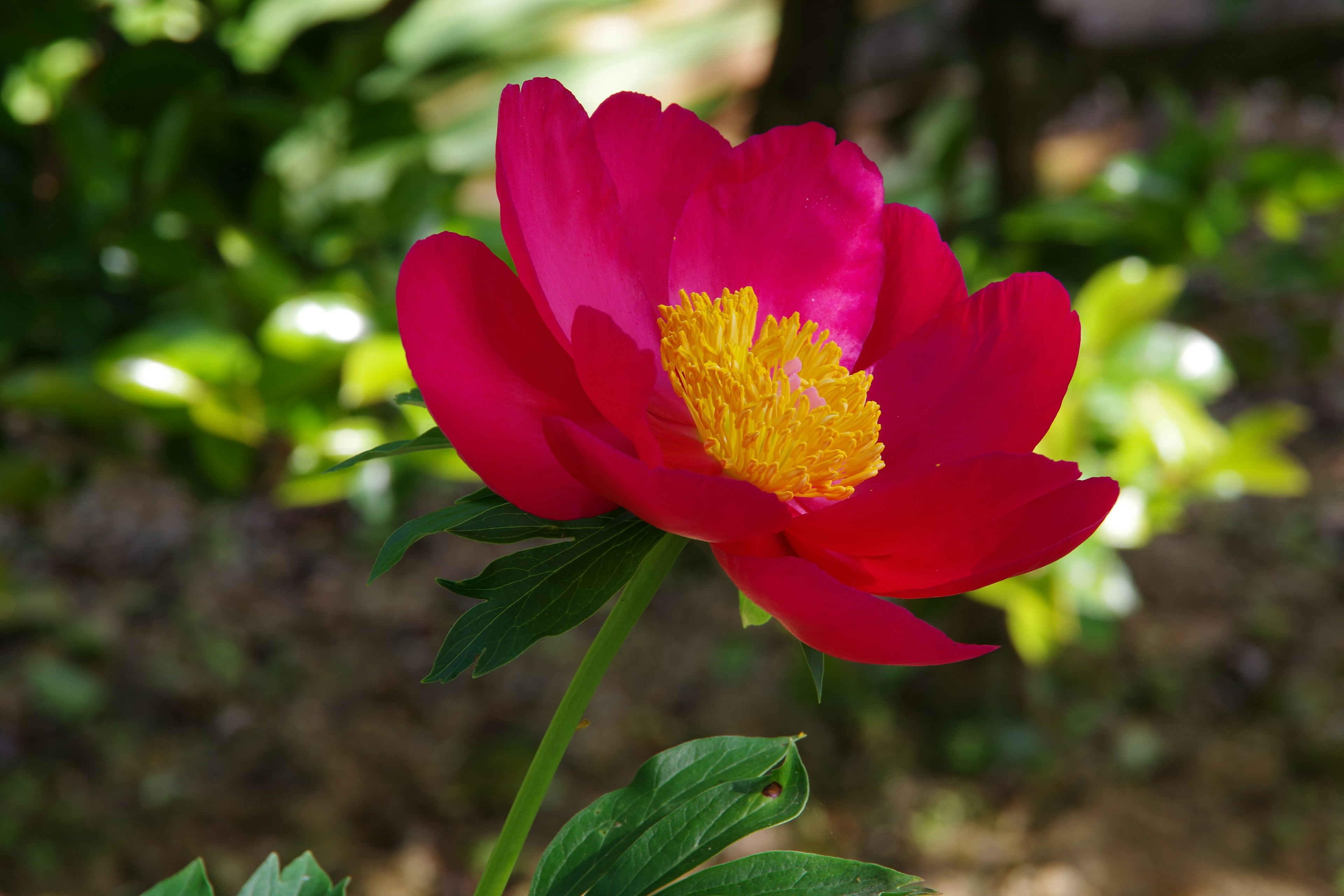 Bunga peony merah cerah dengan pusat kuning