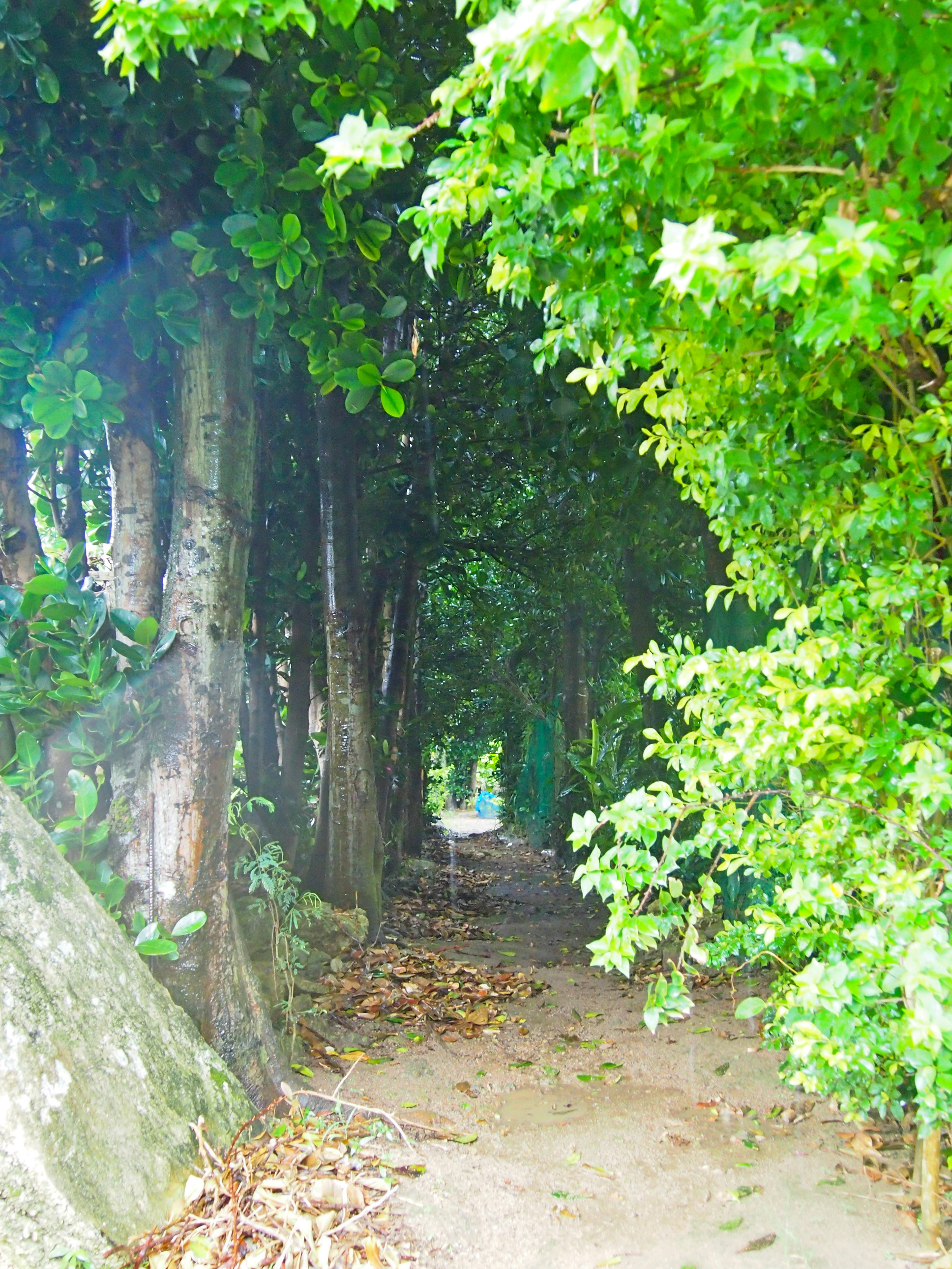 Scenic path surrounded by lush green trees