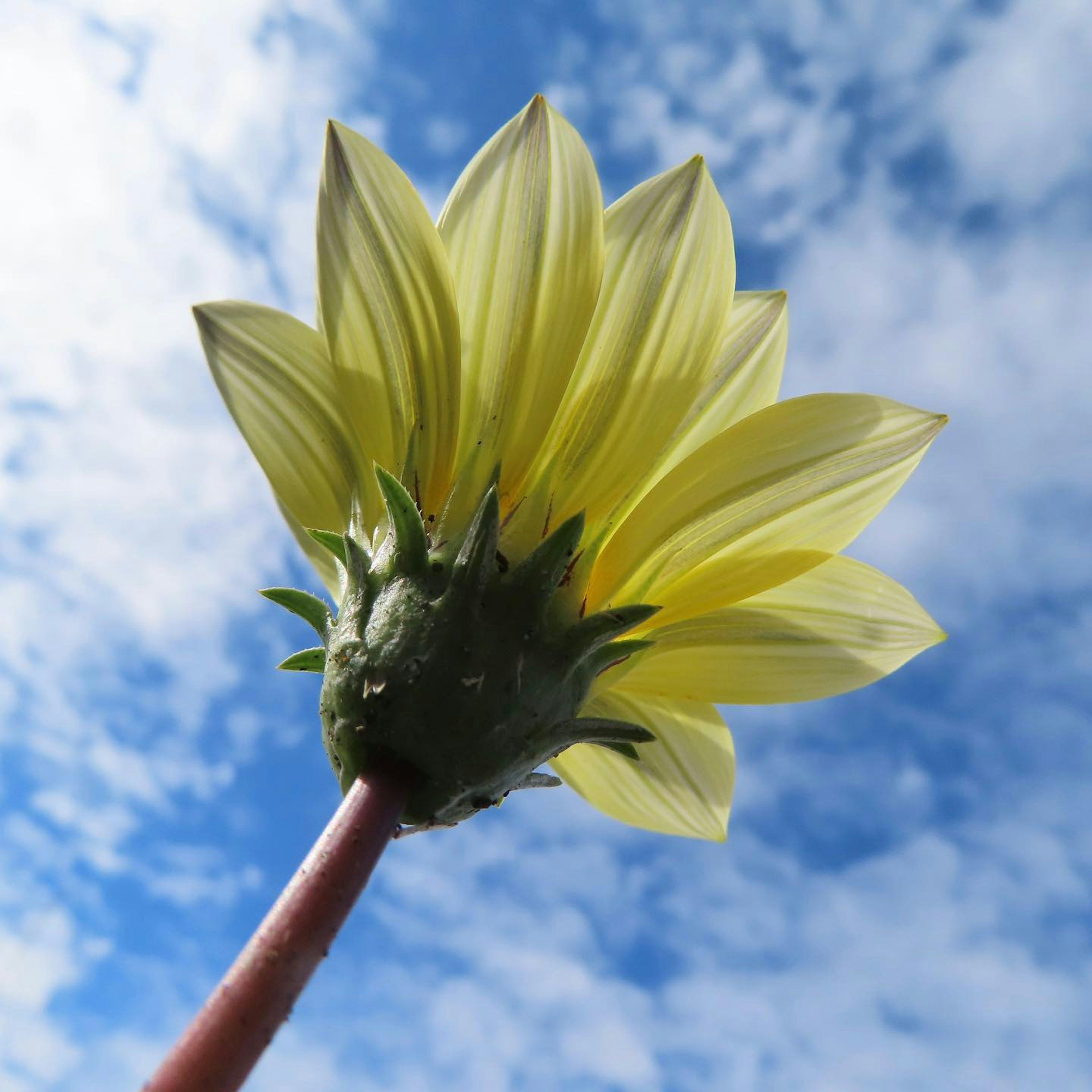 Vista en ángulo bajo de una flor amarilla contra un cielo azul