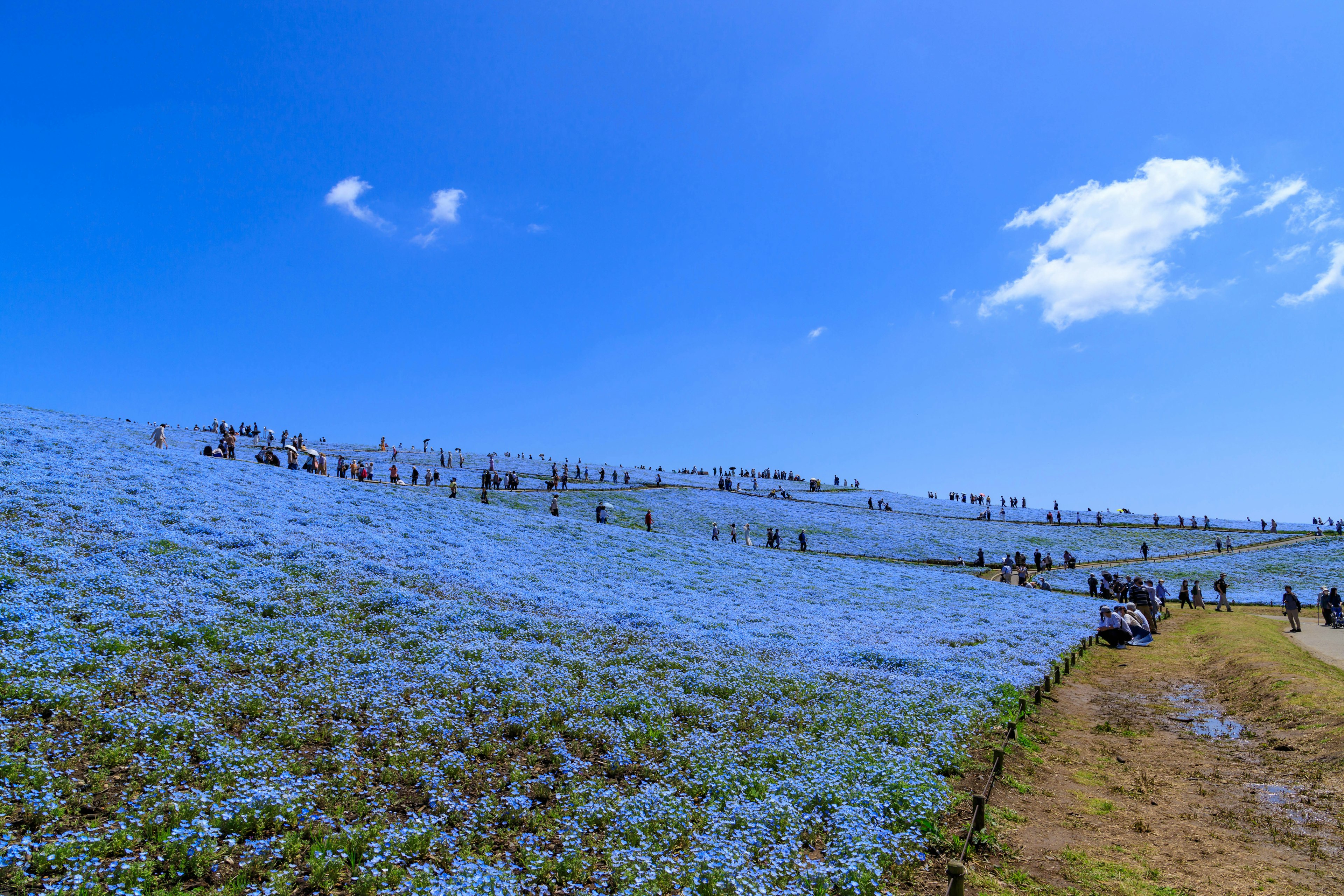 Una colina cubierta de flores azules y personas disfrutando del paisaje