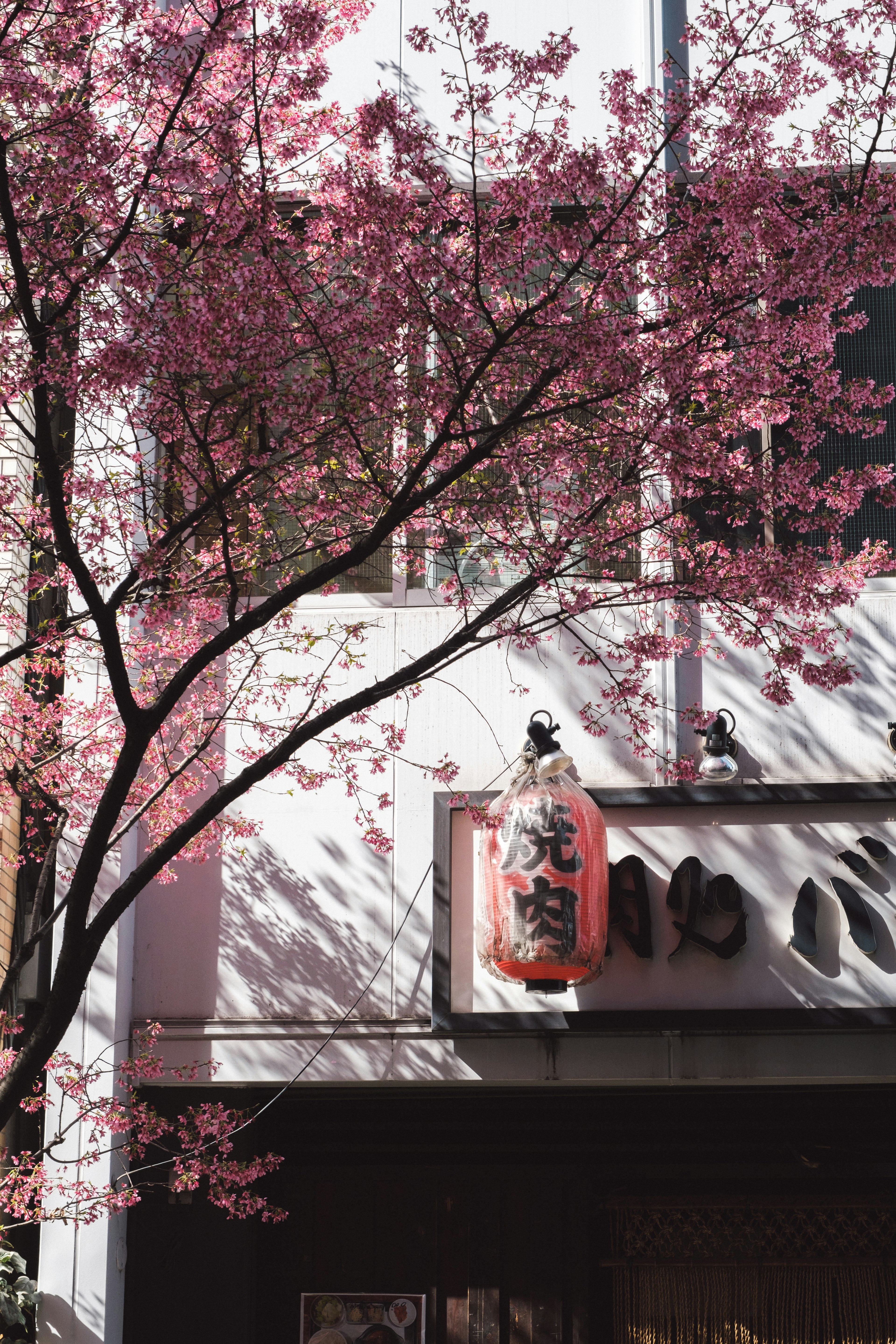 桜の花が咲く街並みの建物と提灯