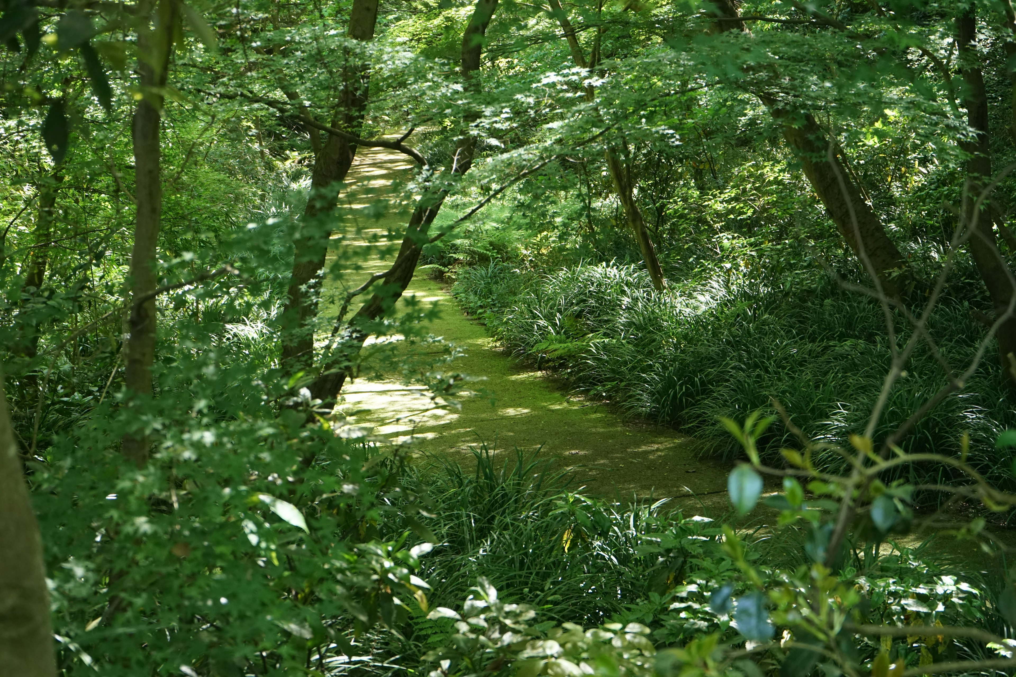 Sentiero verde lussureggiante attraverso una foresta fitta con vegetazione circostante