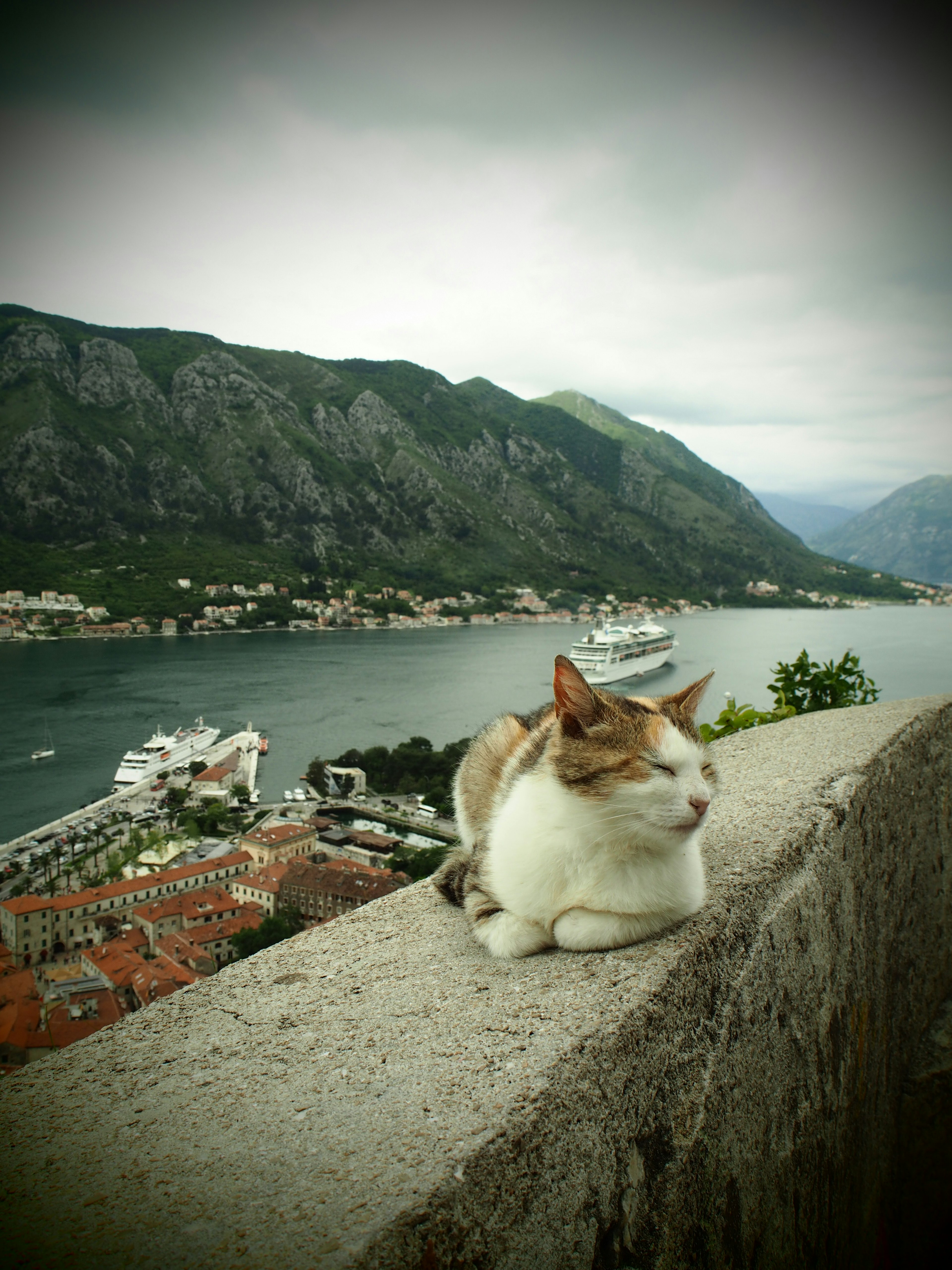 Un gatto sdraiato su un muro di pietra con montagne e una baia sullo sfondo