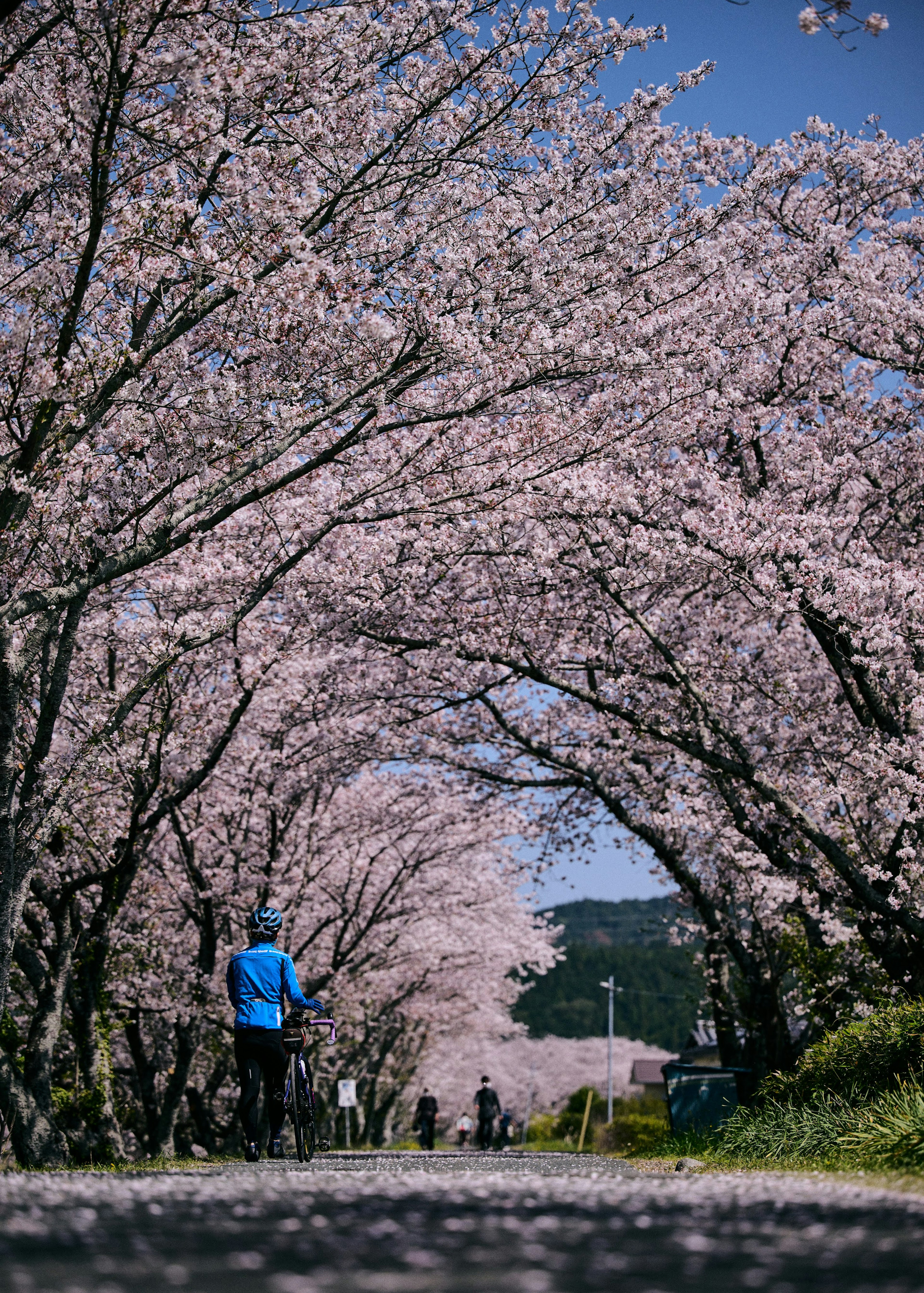 Une personne faisant du vélo à travers un tunnel de cerisiers en fleurs