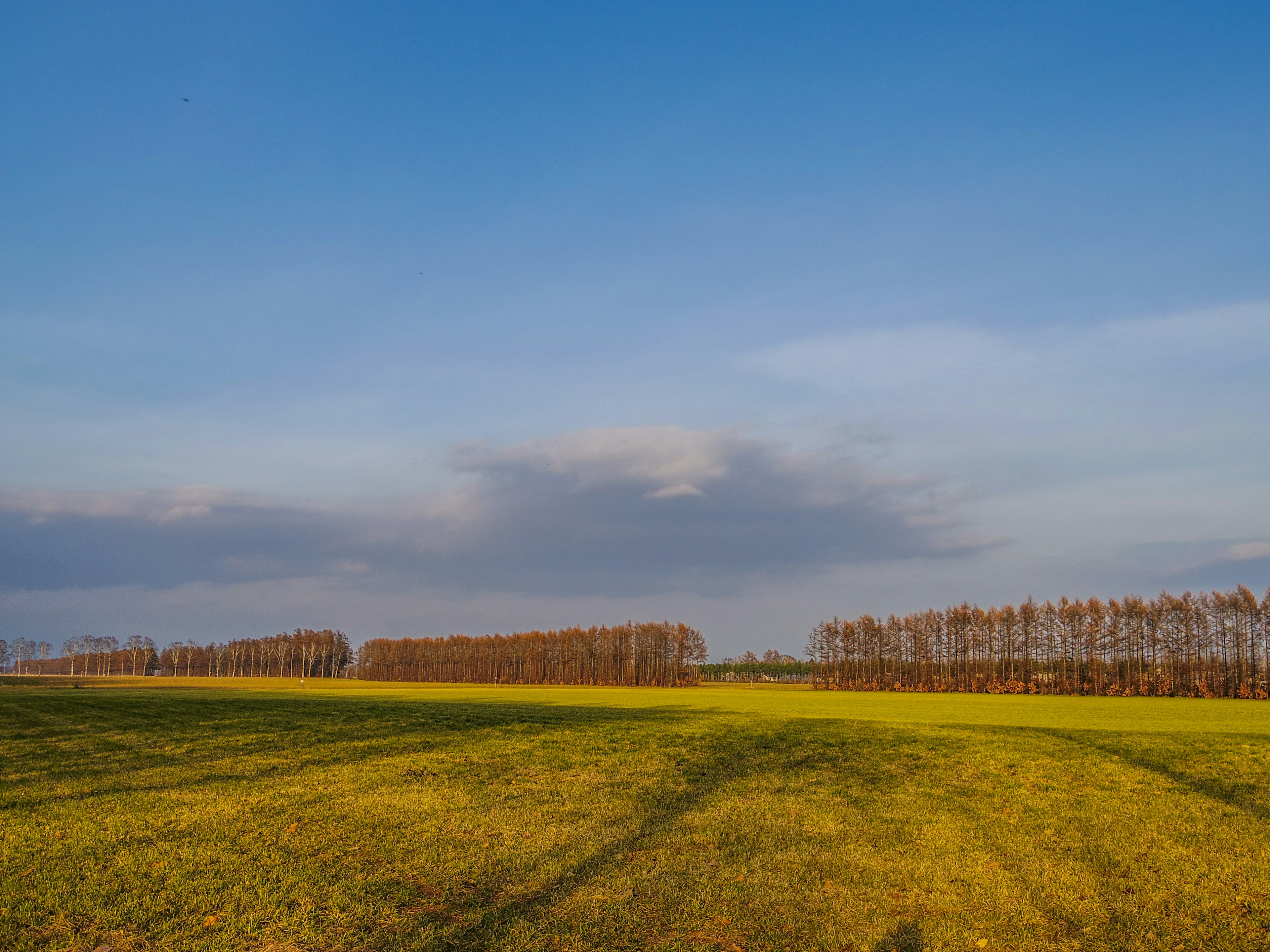 Green meadow under a blue sky with distant trees