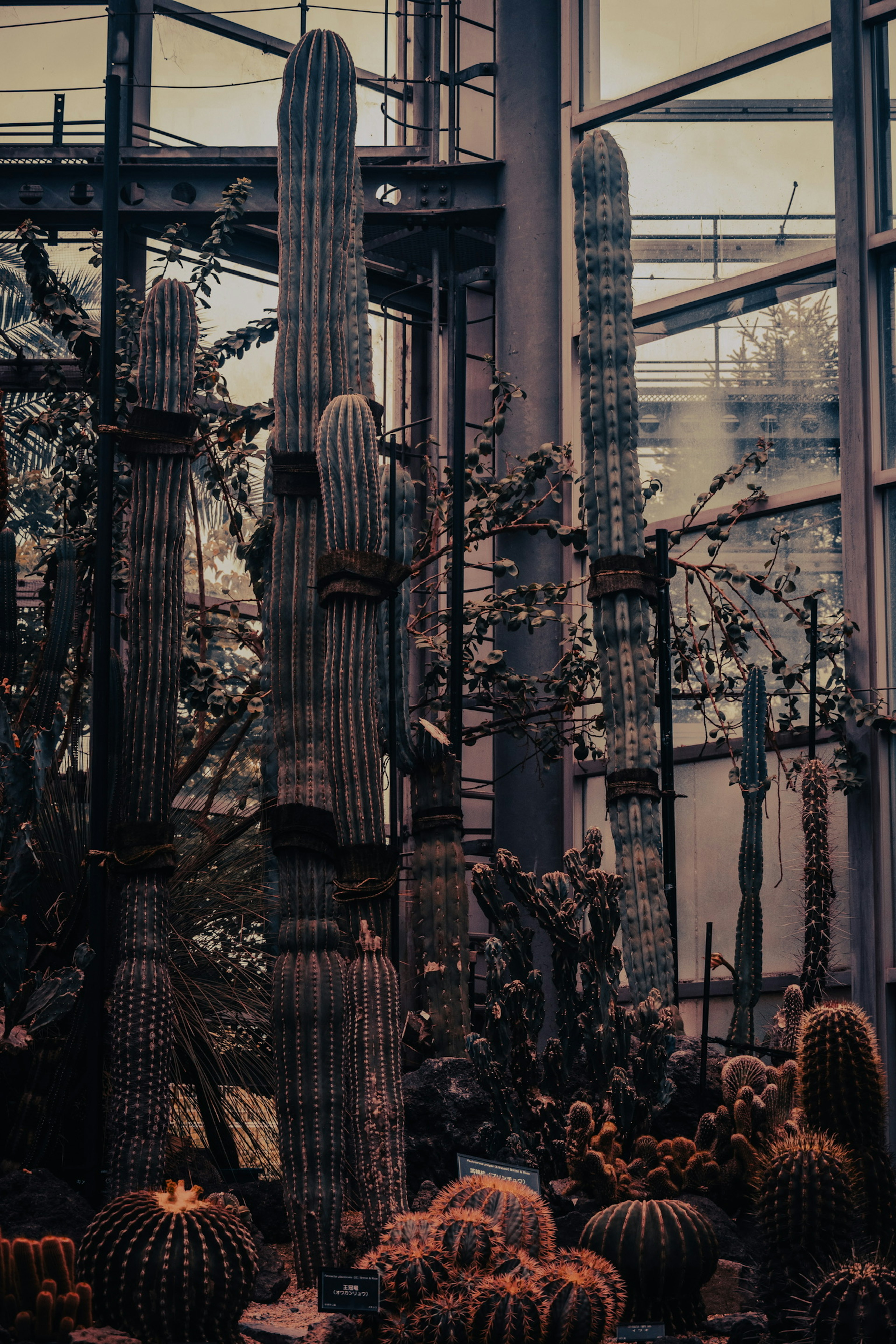 温室の中のサボテン群と植物の風景