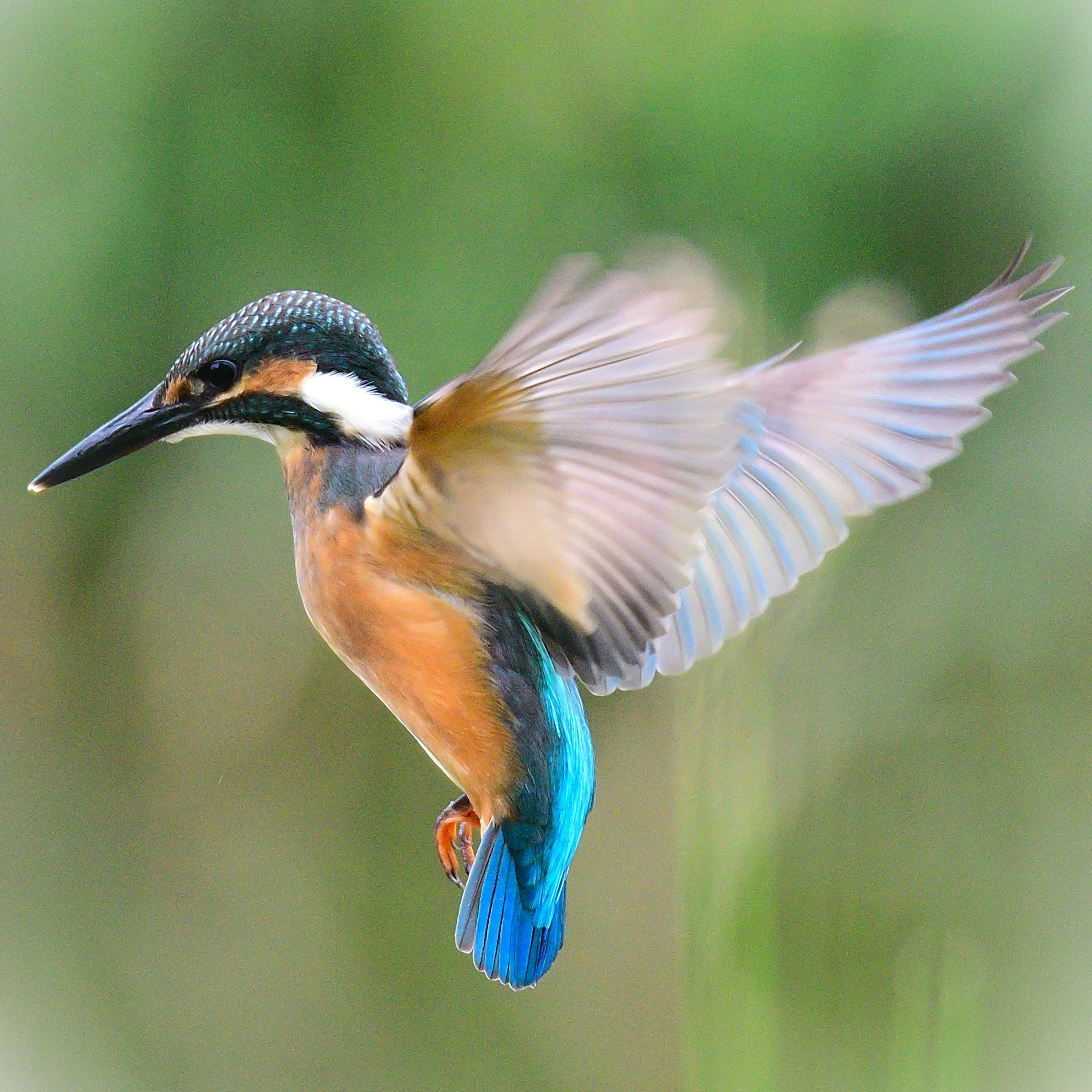 Seekor burung kingfisher yang melayang di udara dengan latar belakang kabur